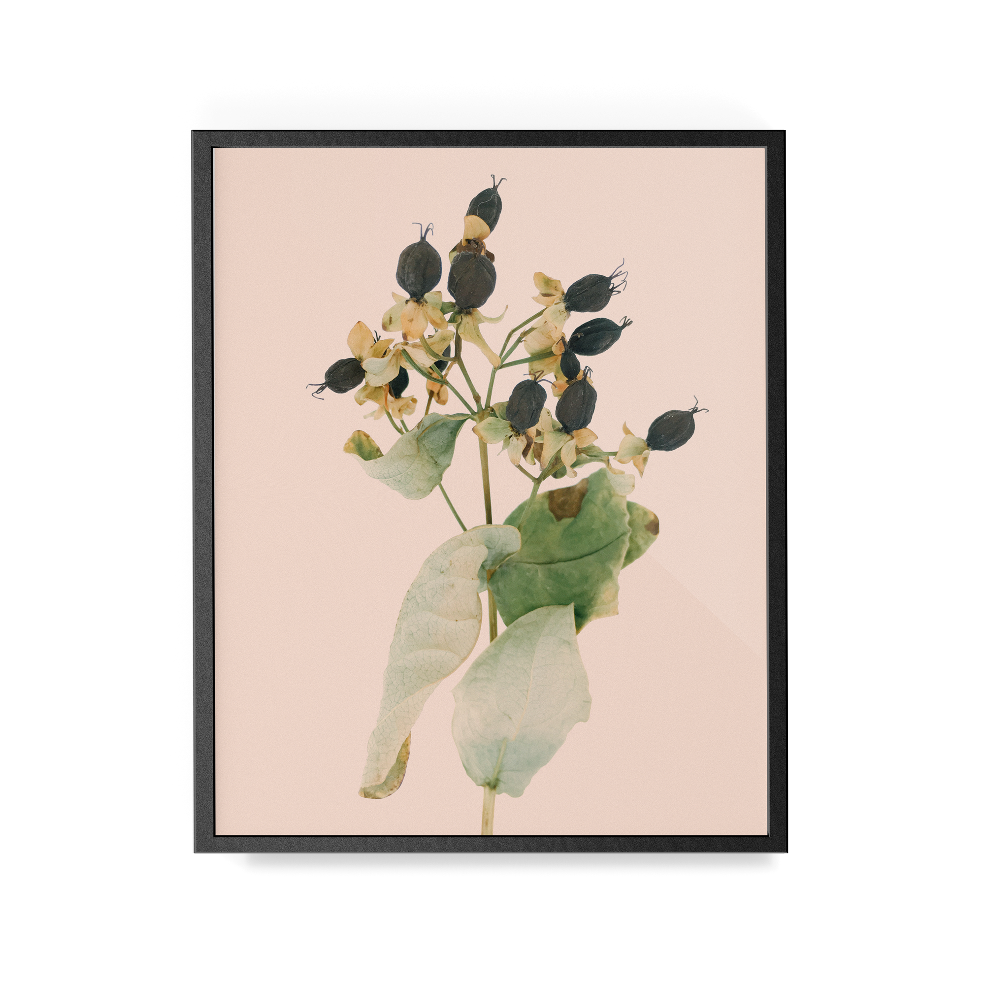 Arid Botanics (i) photographic print