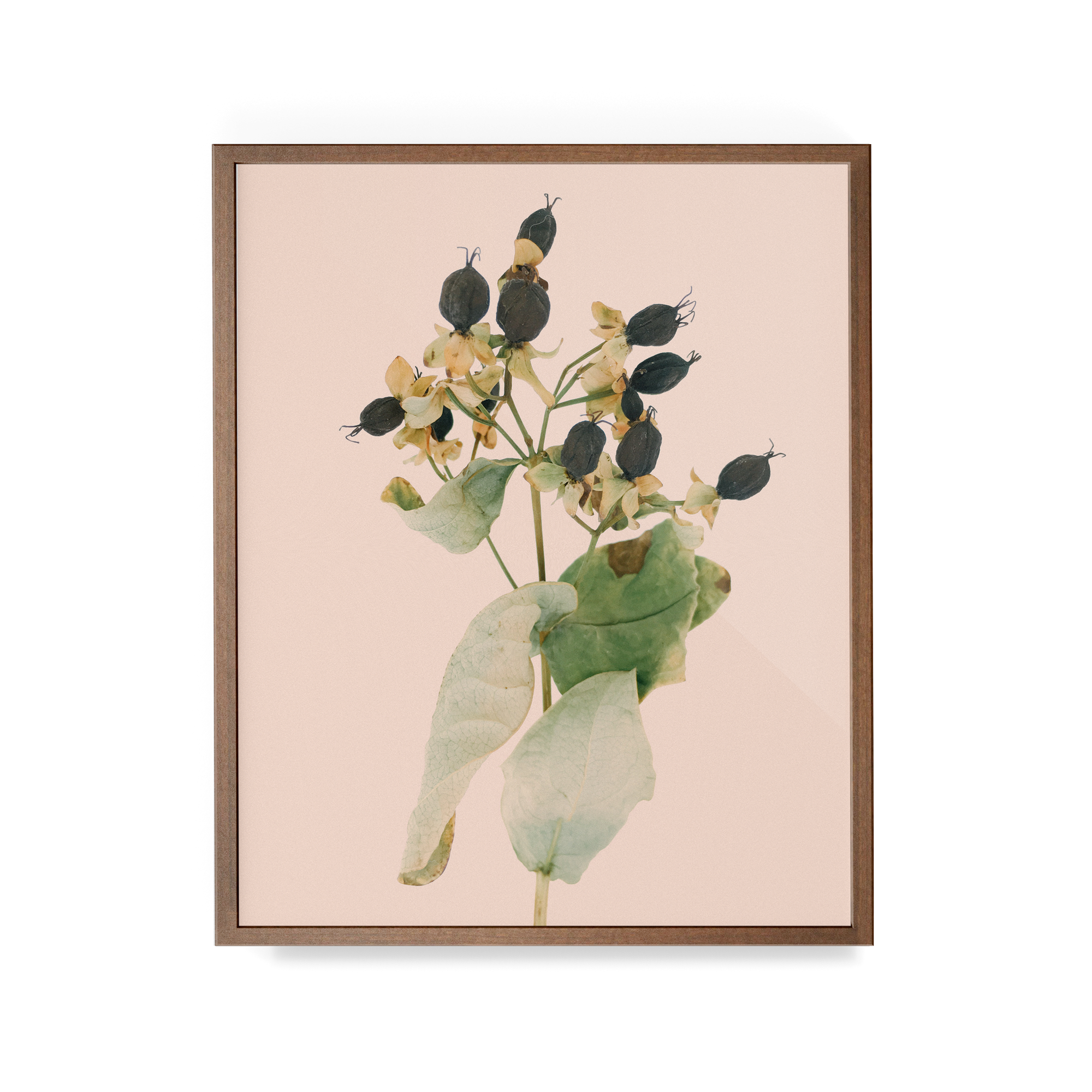 Arid Botanics (i) photographic print