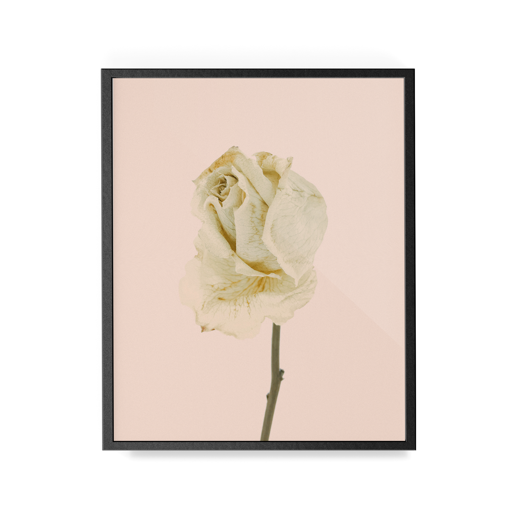 Arid Botanics (iii) photographic print