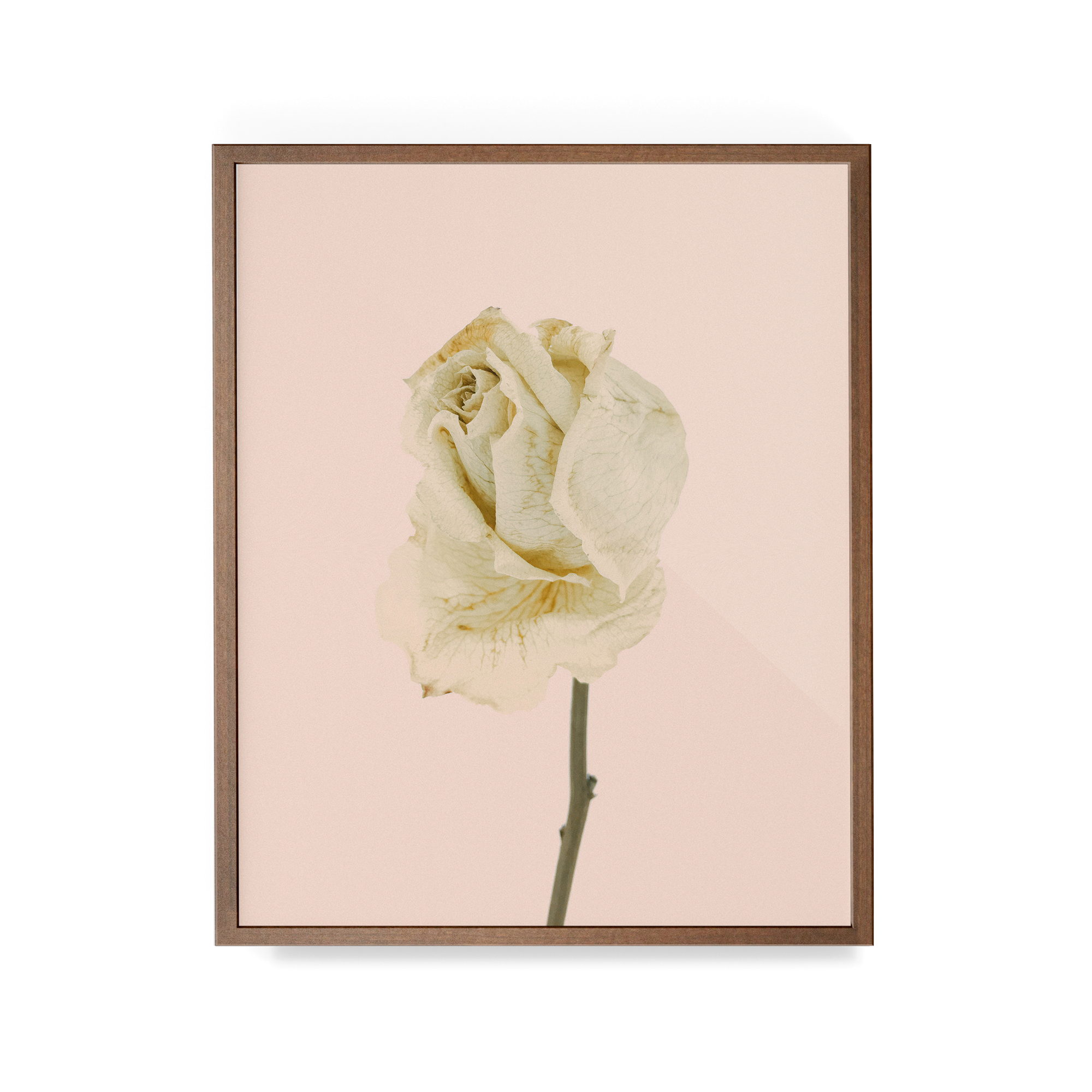 Arid Botanics (iii) photographic print