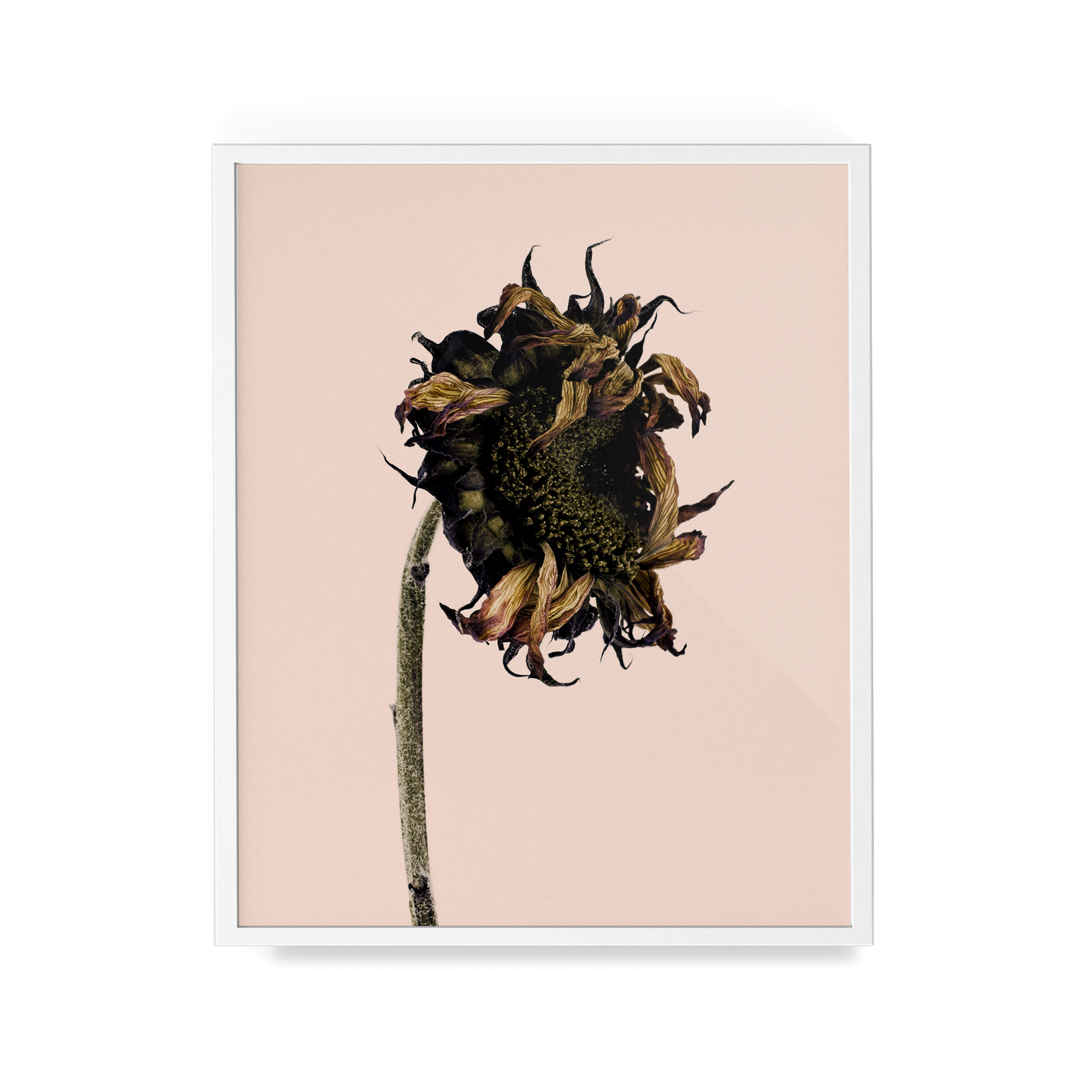 Arid Botanics (iv) photographic print