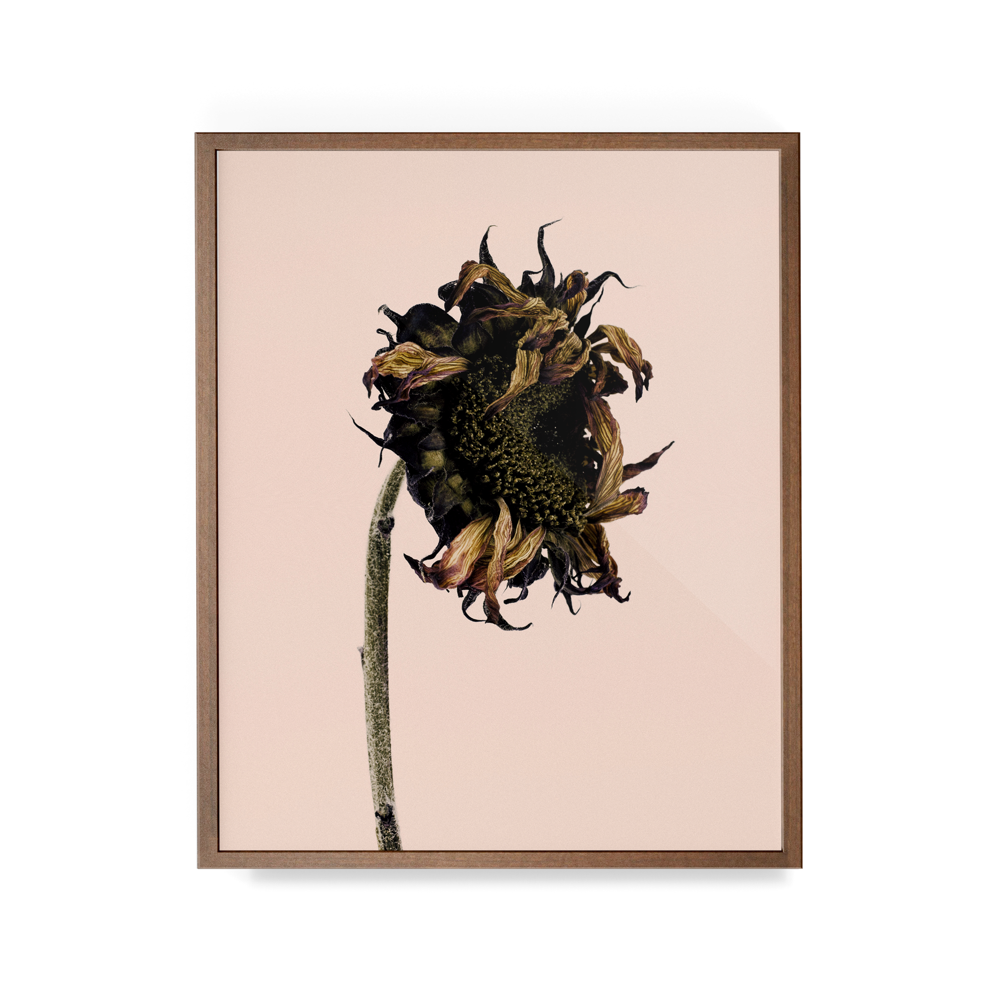 Arid Botanics (iv) photographic print