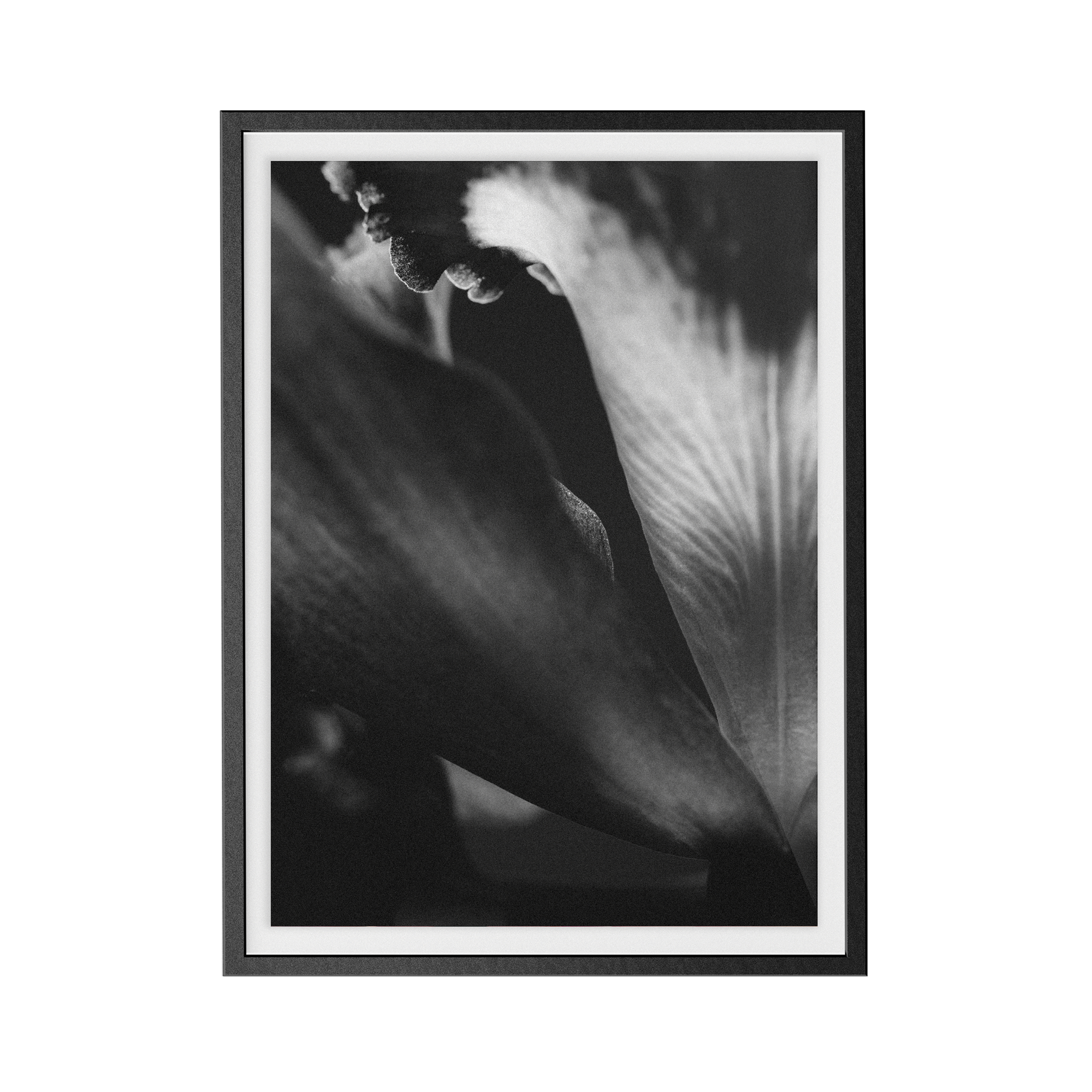Bevard's Bloom (ii) photographic print