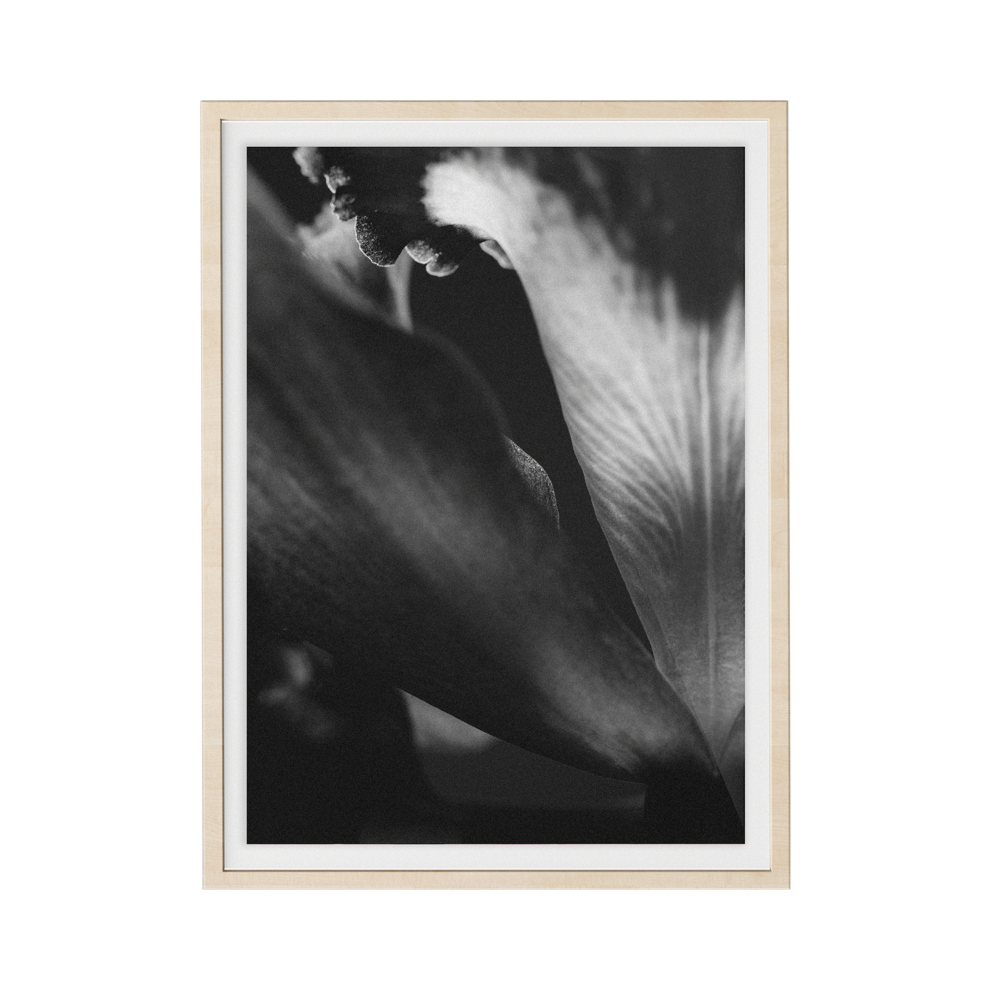 Bevard's Bloom (ii) photographic print