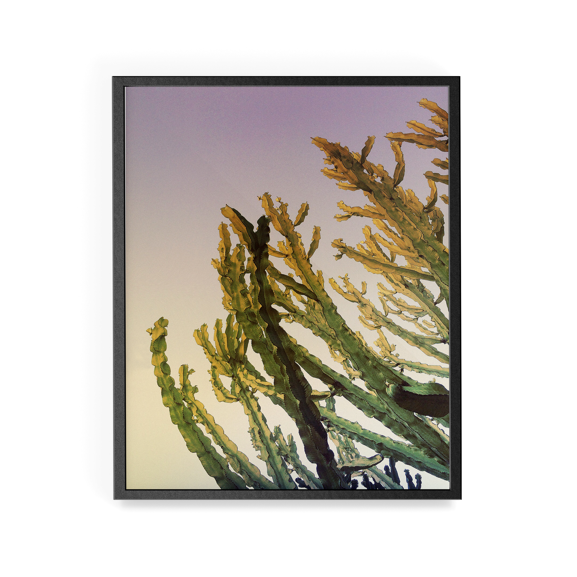 Century Cactus photographic print