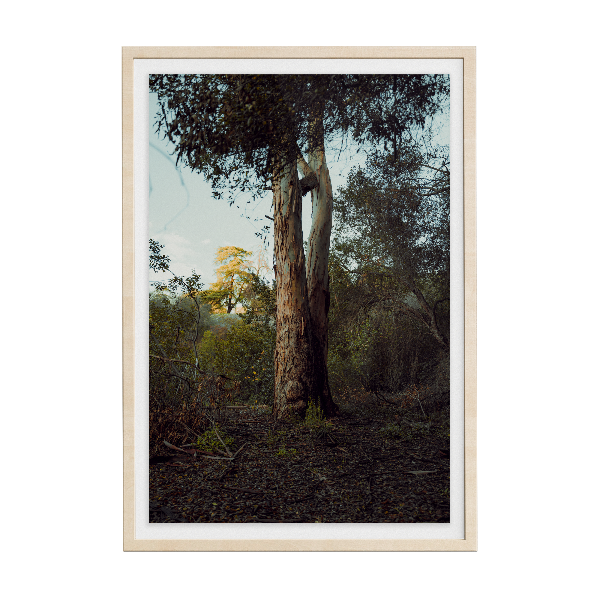 Connected Dawn photographic print
