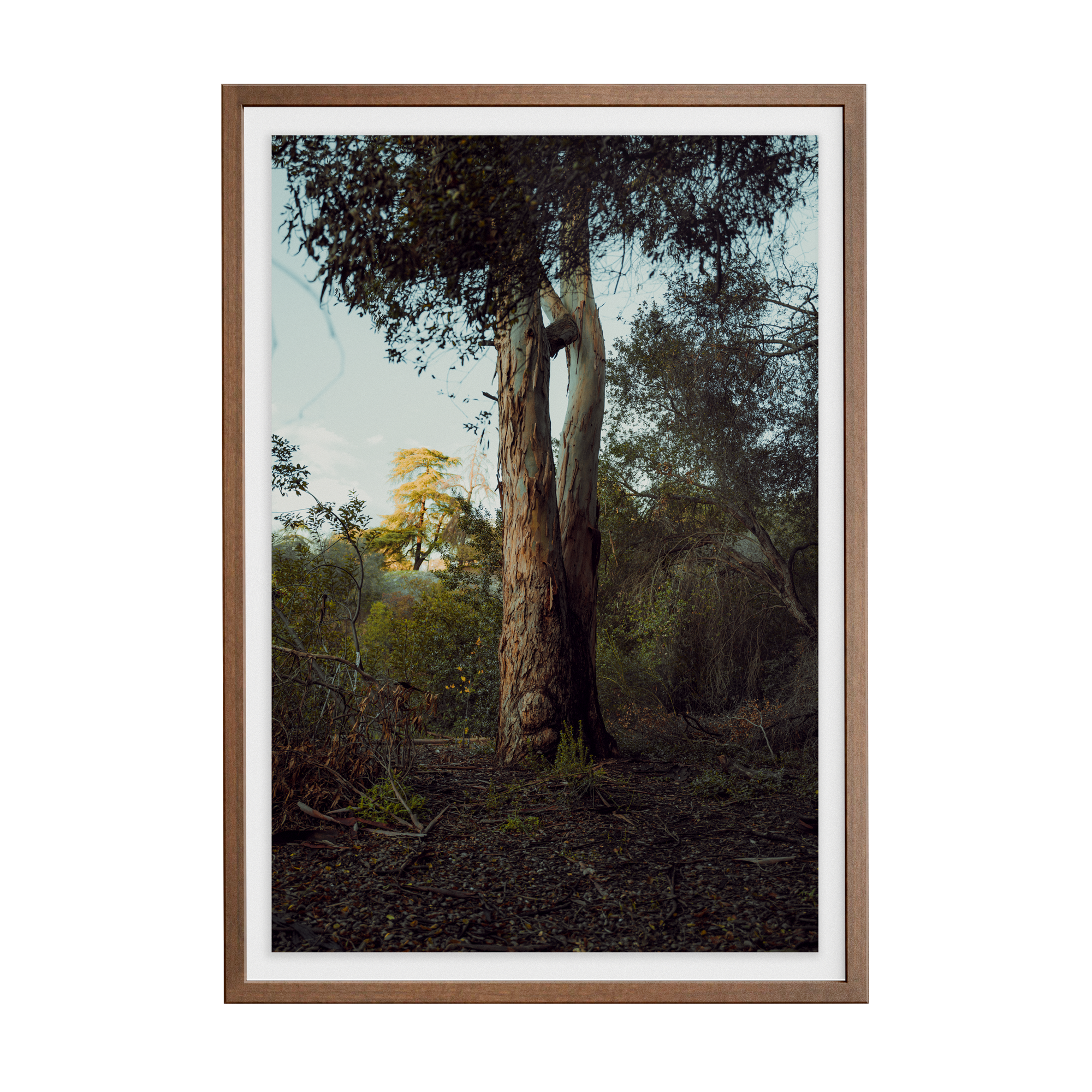 Connected Dawn photographic print