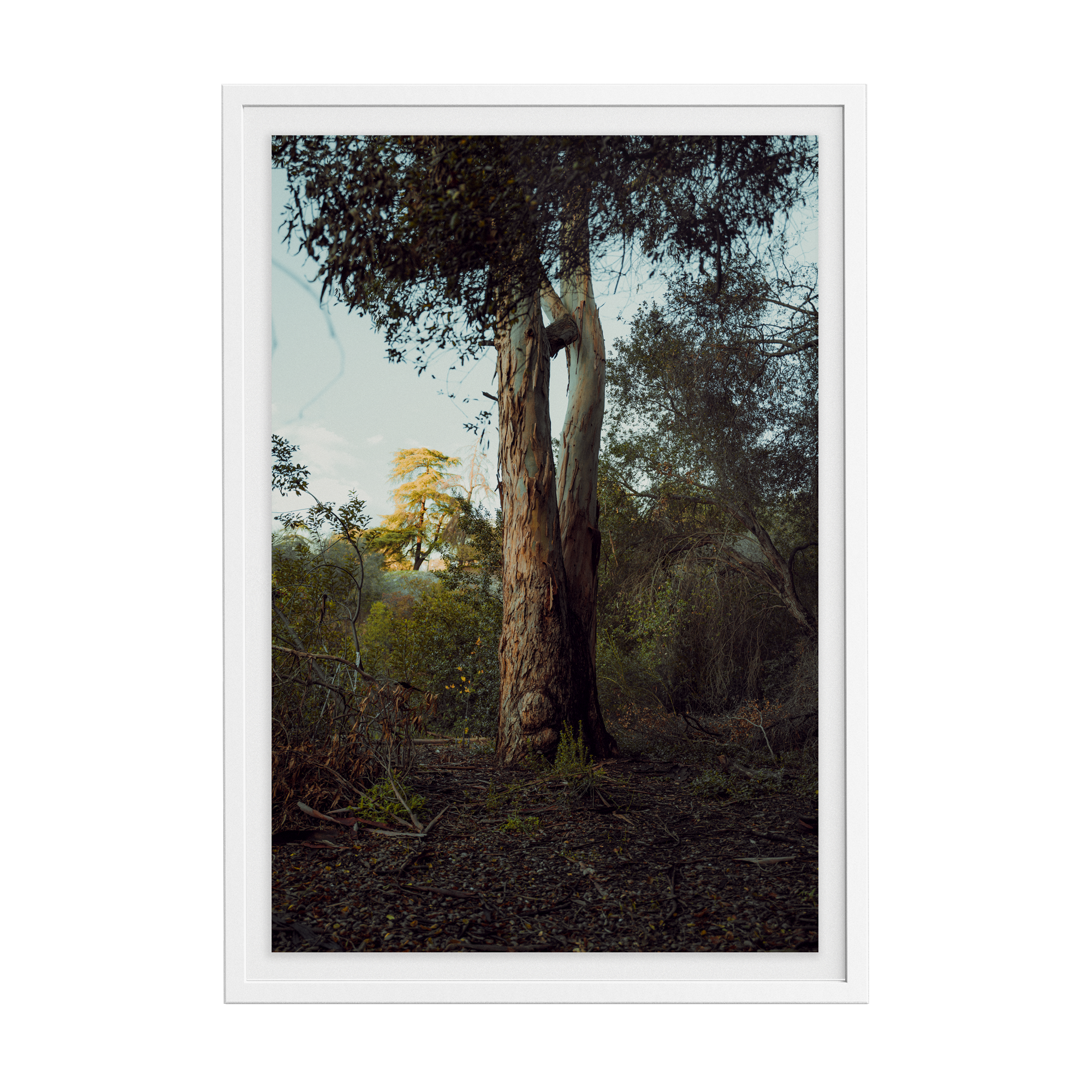 Connected Dawn photographic print