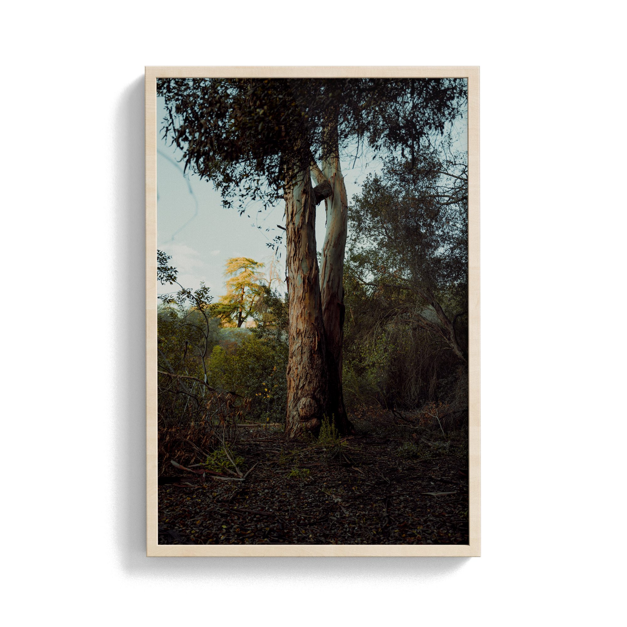 Connected Dawn photographic print