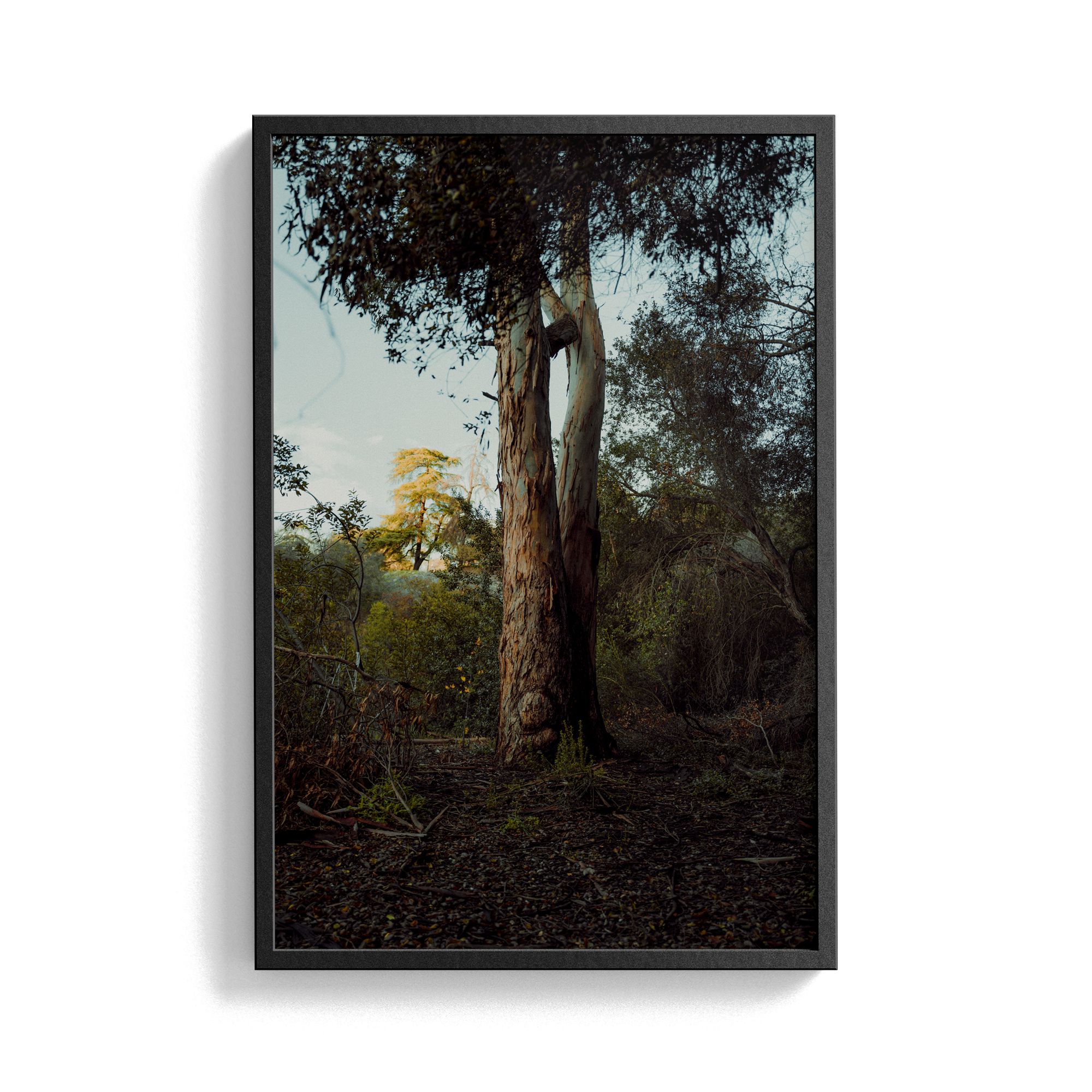 Connected Dawn photographic print