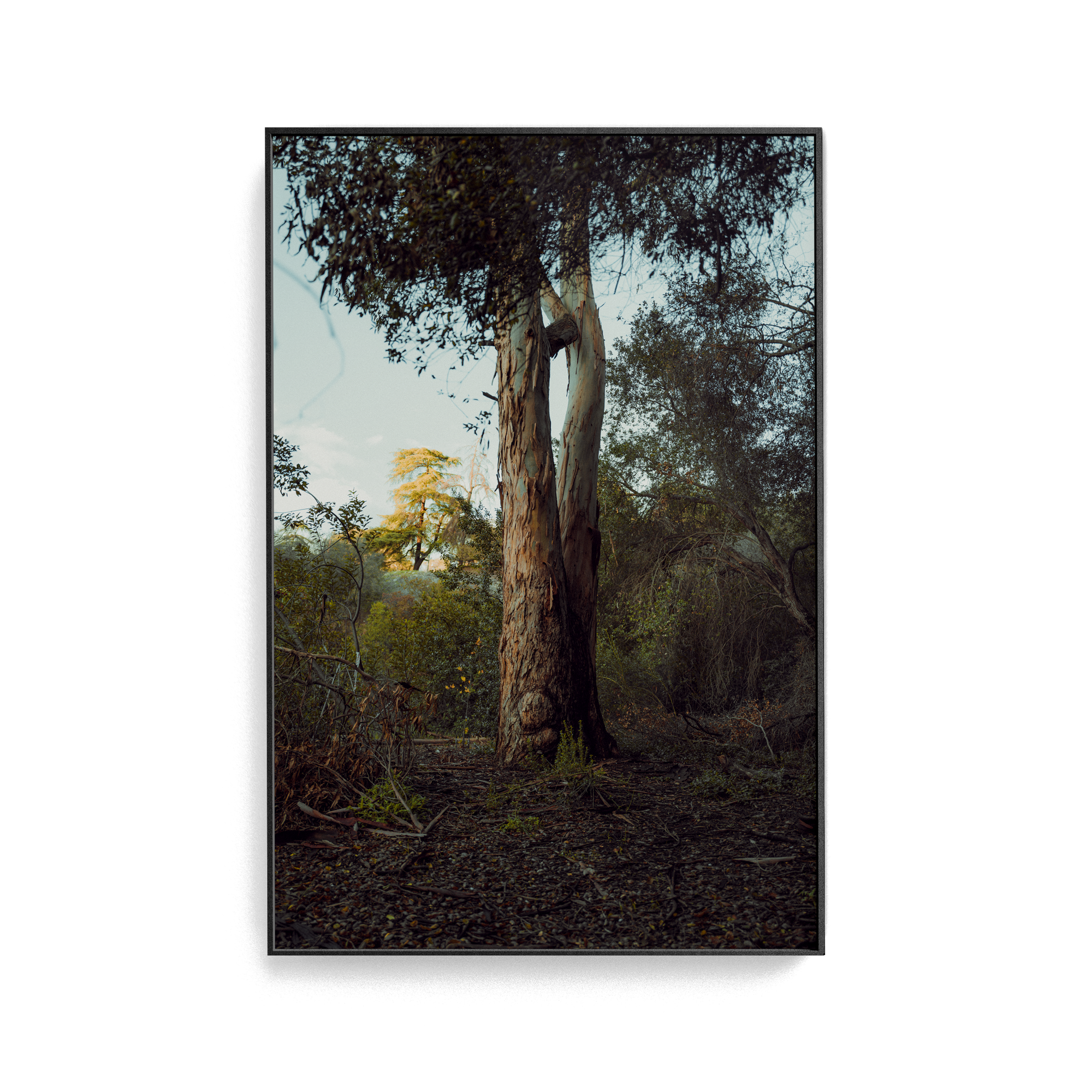 Connected Dawn photographic print