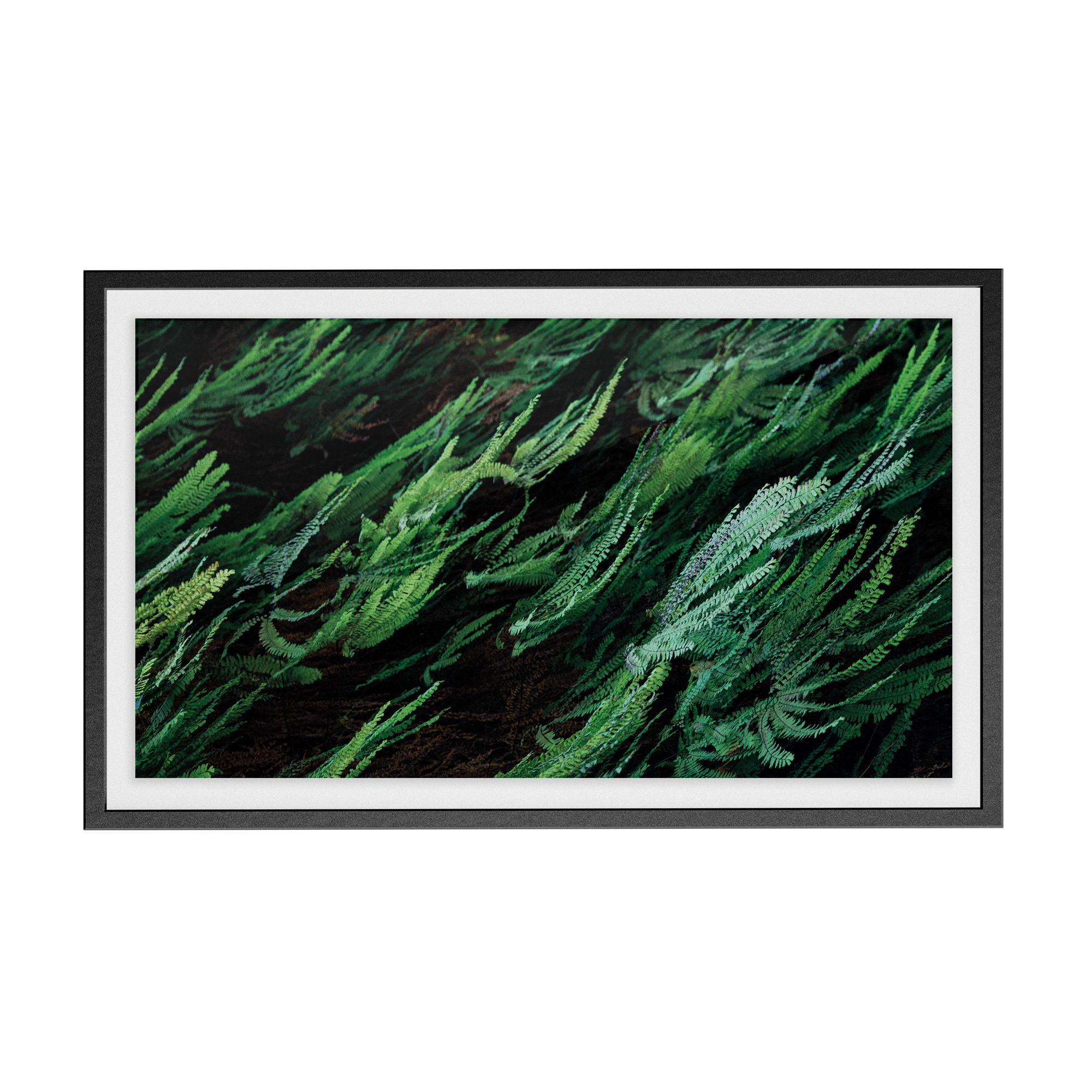 Echo Forest (xii) photographic print