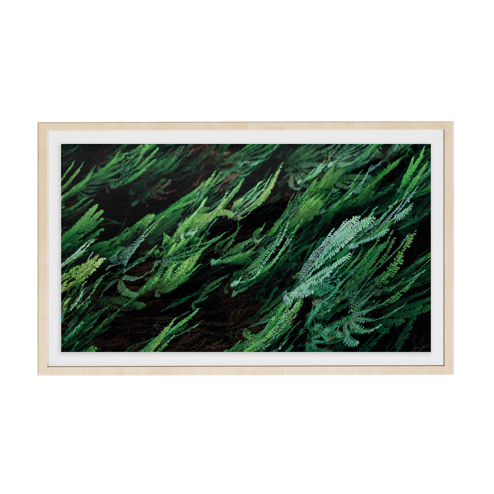 Echo Forest (xii) photographic print