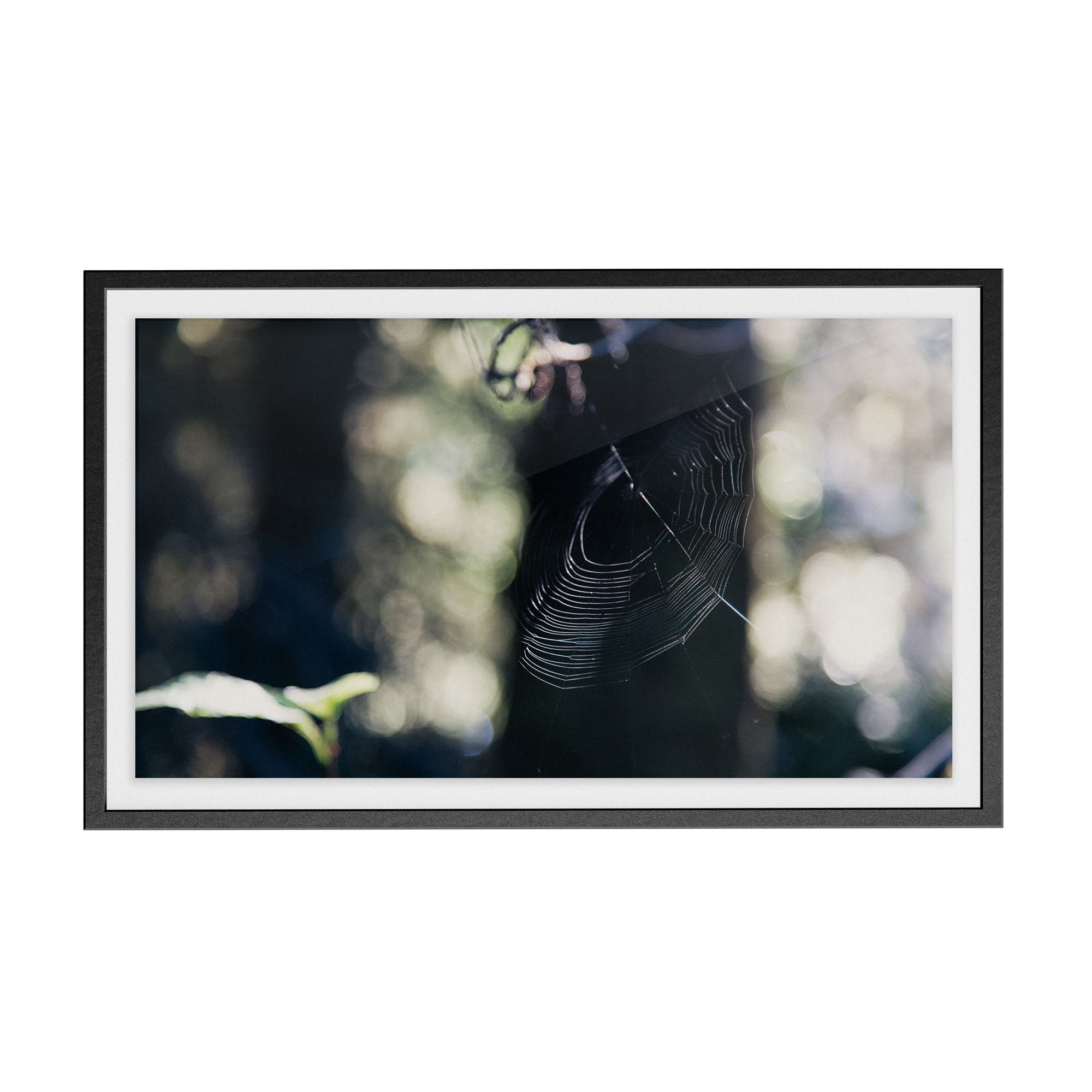 Echo Forest (xiii) photographic print
