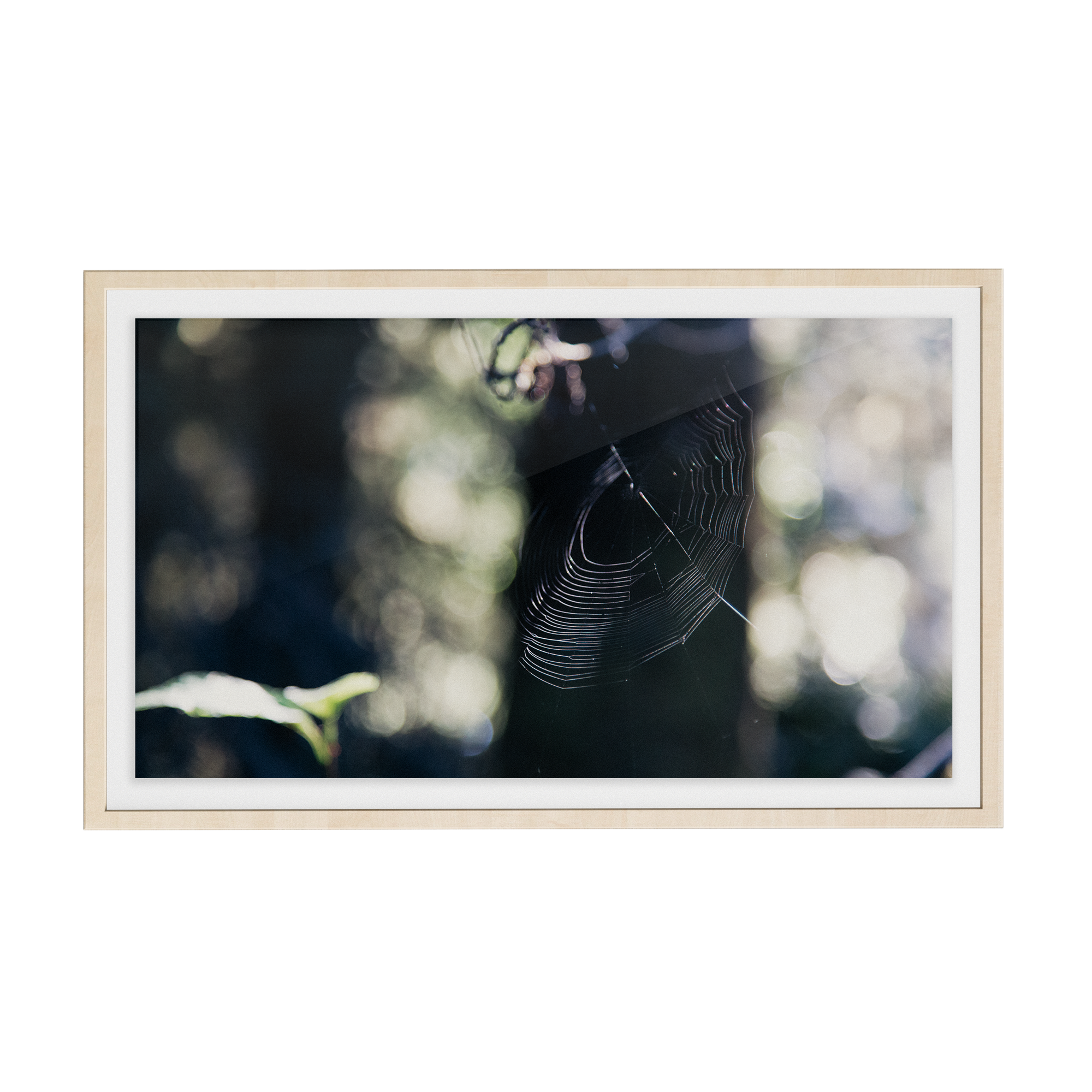 Echo Forest (xiii) photographic print