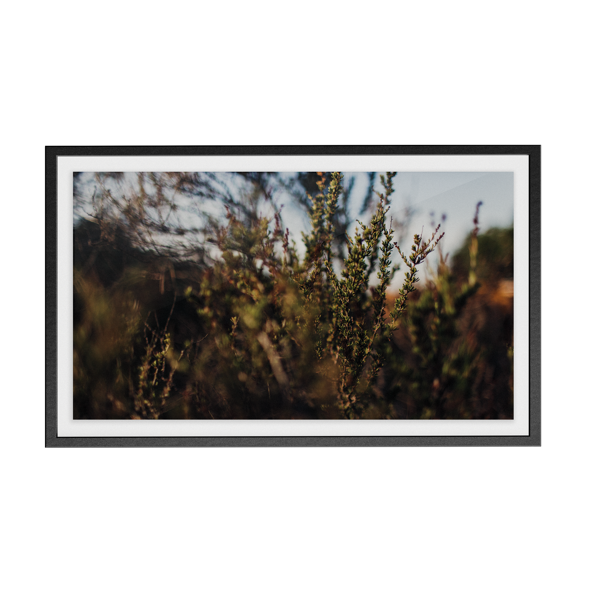 Echo Forest (xiv) photographic print