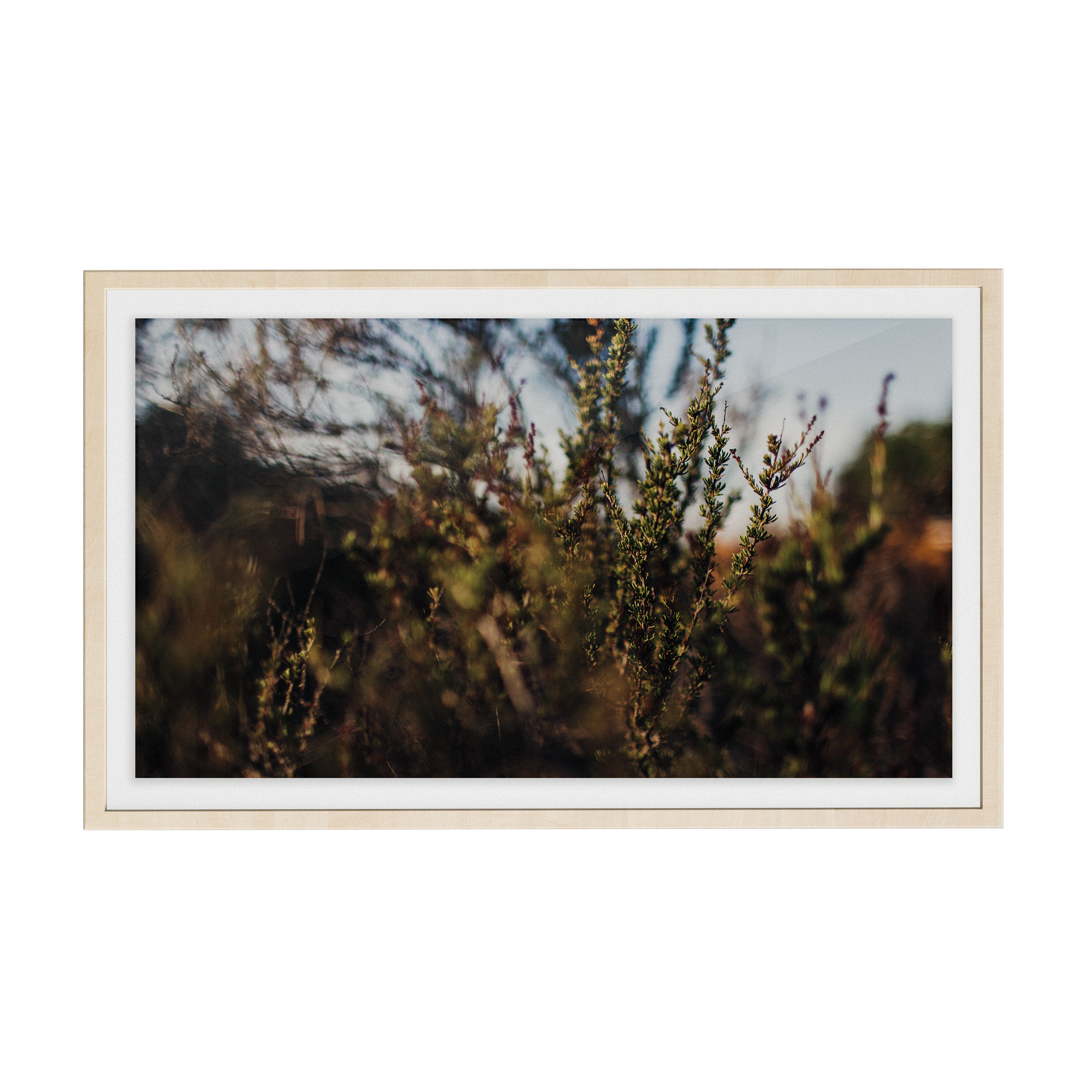 Echo Forest (xiv) photographic print