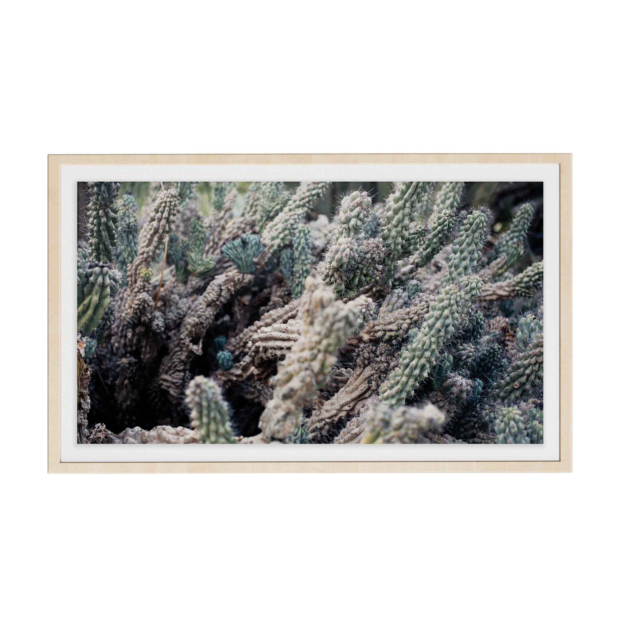 Echo Forest (xv) photographic print