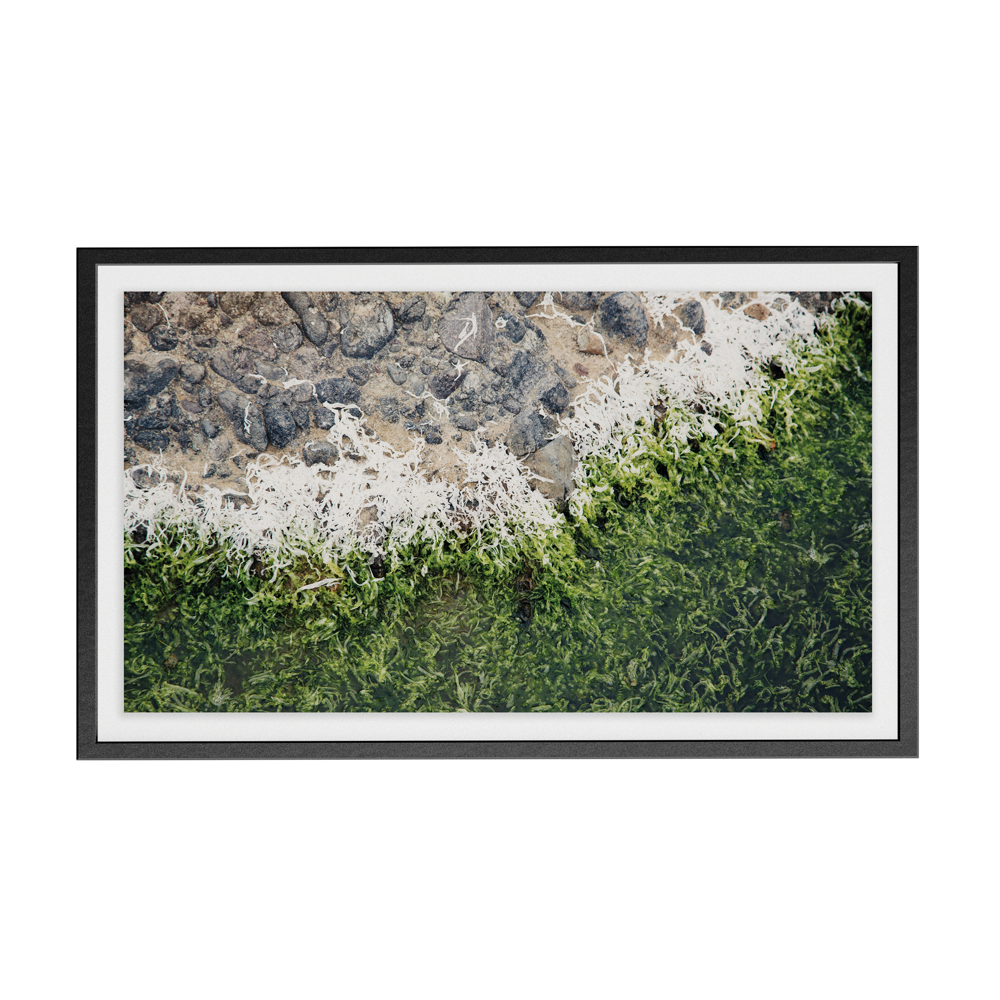 Echo Forest (xvii) photographic print