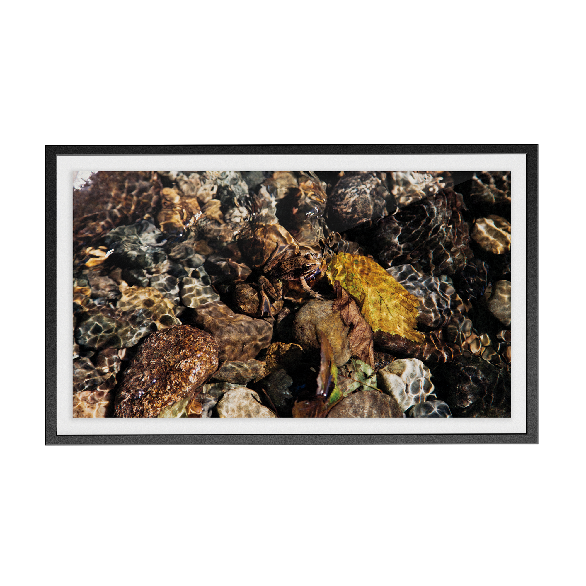 Echo Forest (xviii) photographic print