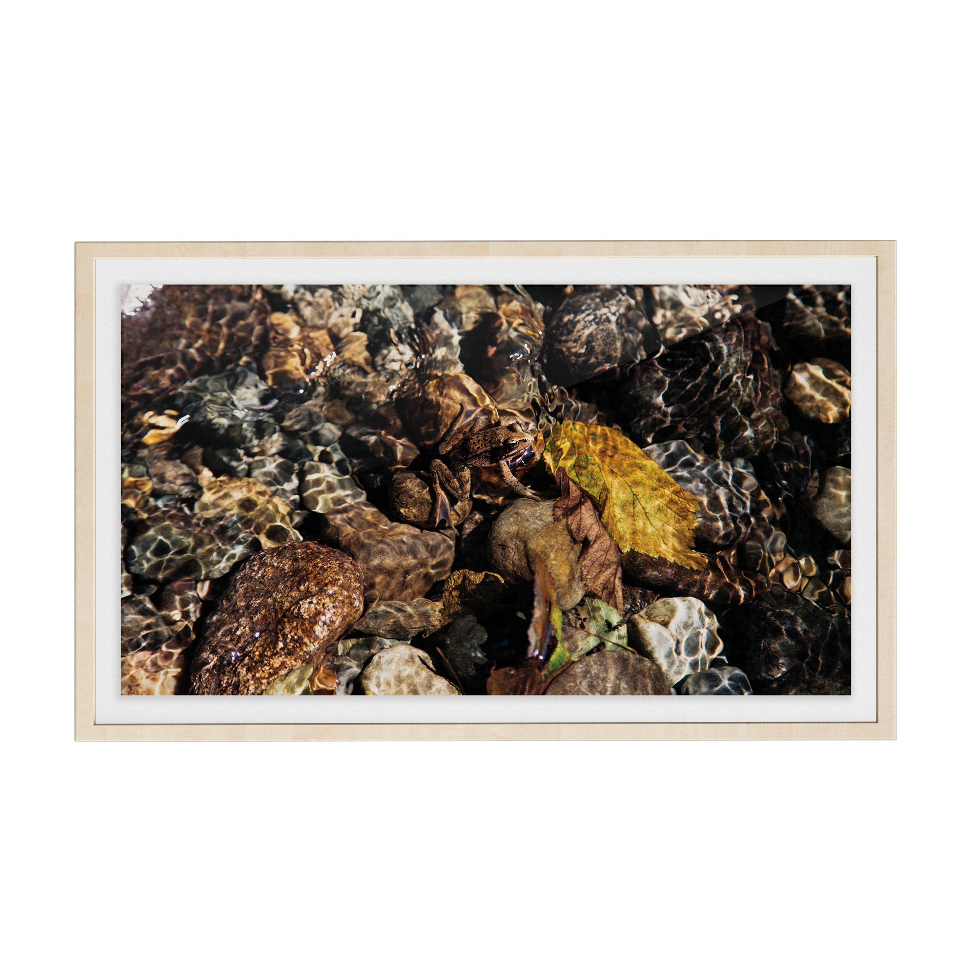 Echo Forest (xviii) photographic print