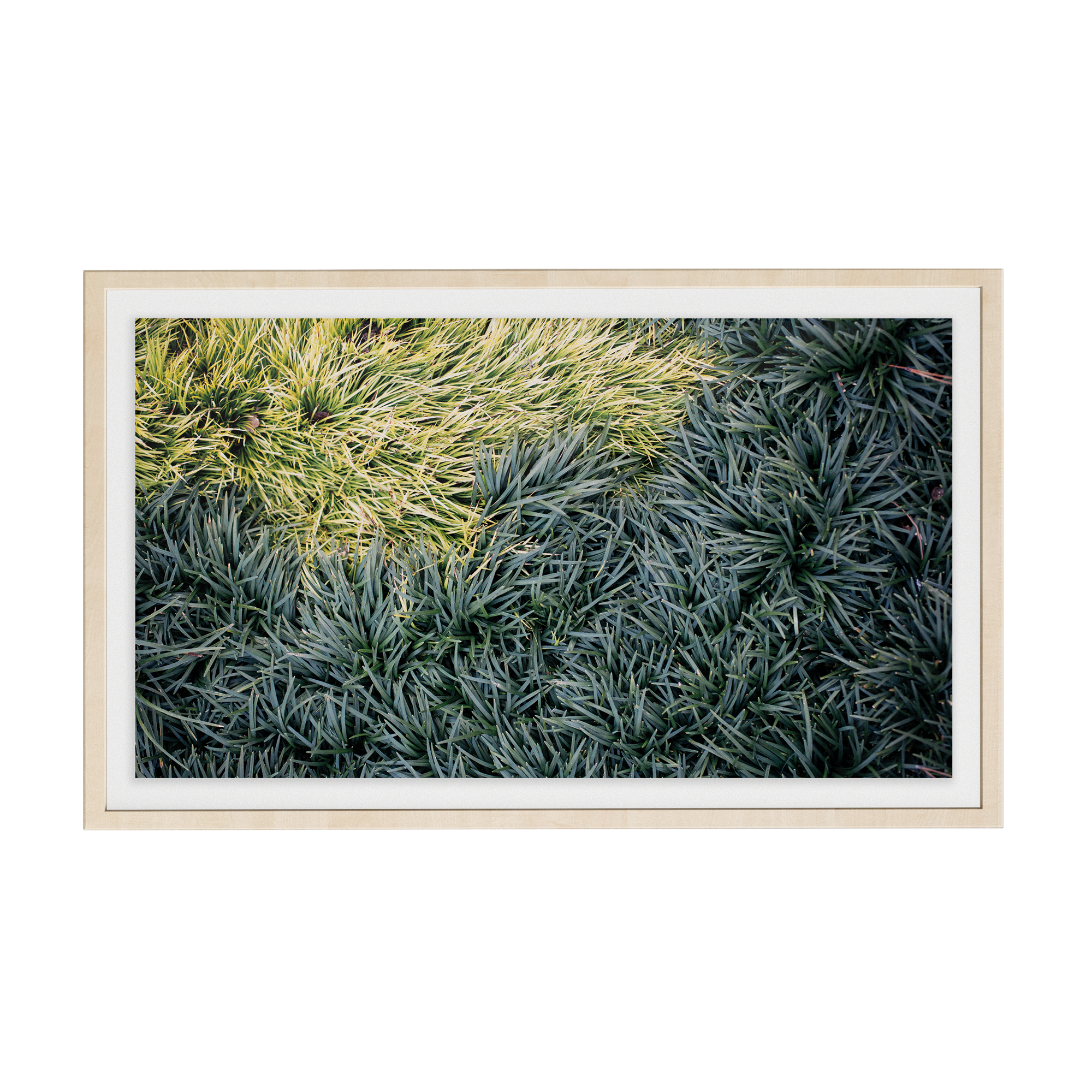 Echo Forest (xx) photographic print