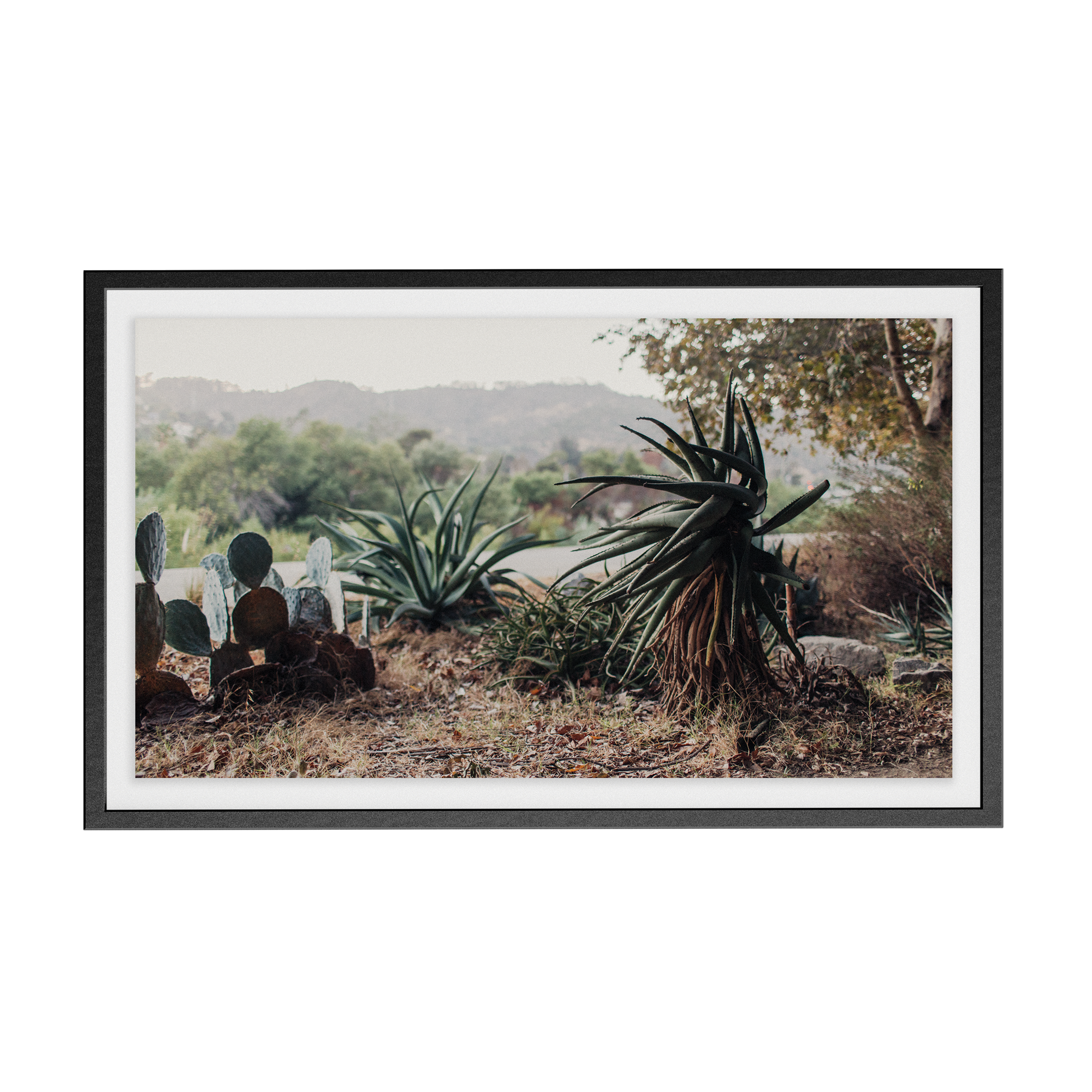 Echo Forest (xxii) photographic print