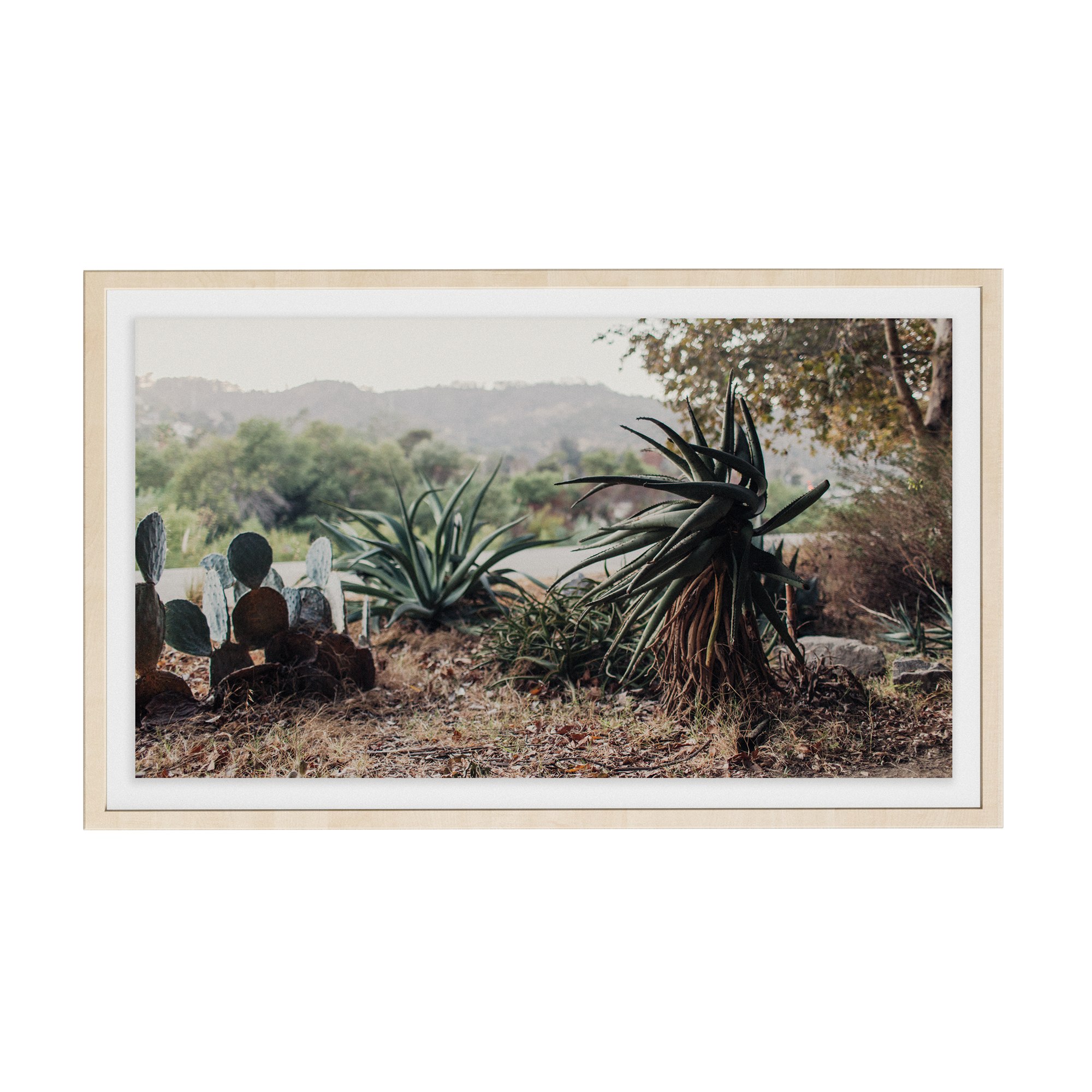 Echo Forest (xxii) photographic print