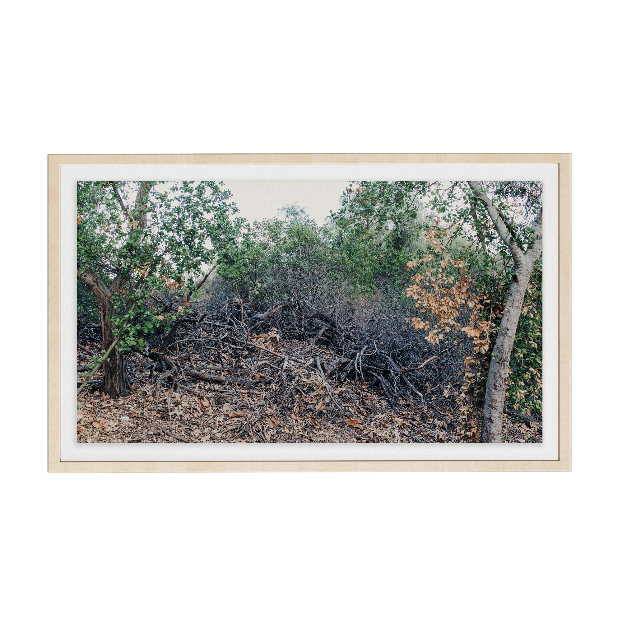 Echo Forest (iii) photographic print