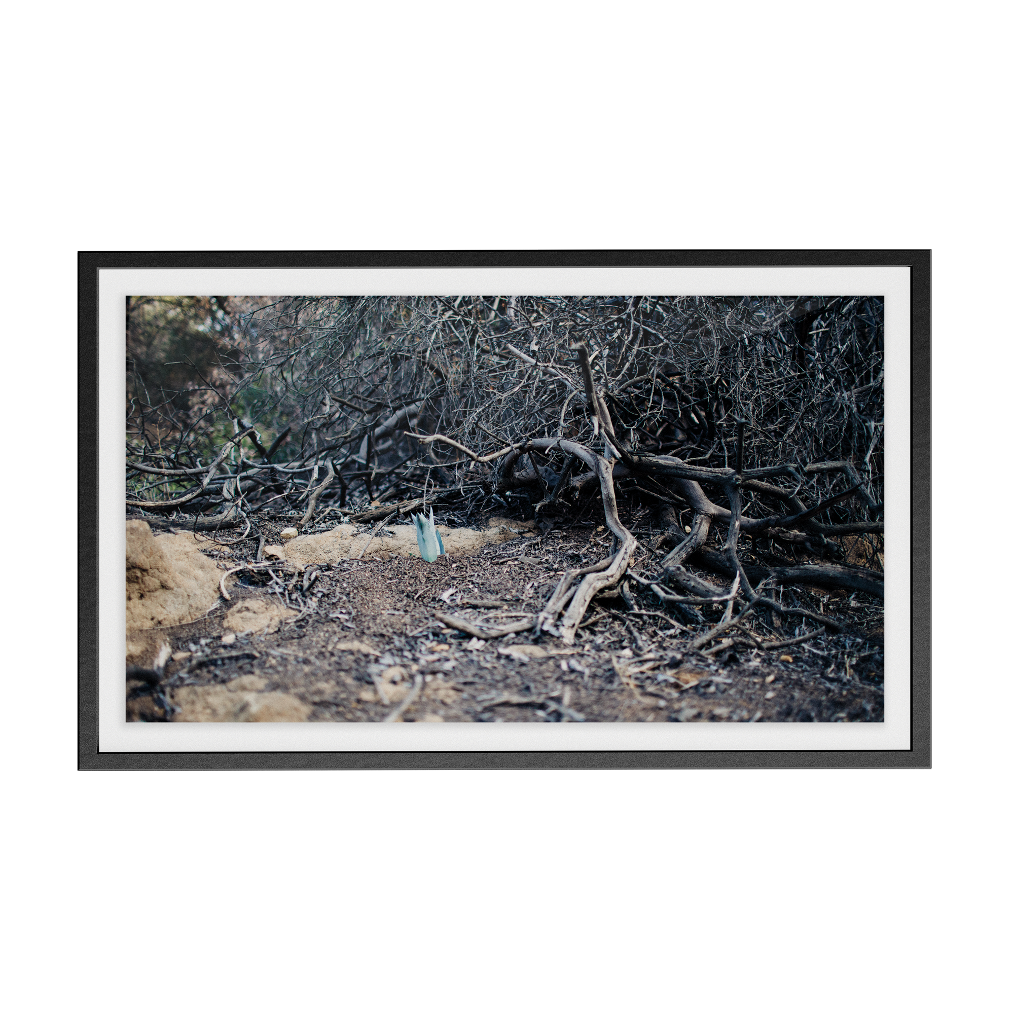 Echo Forest (iv) photographic print