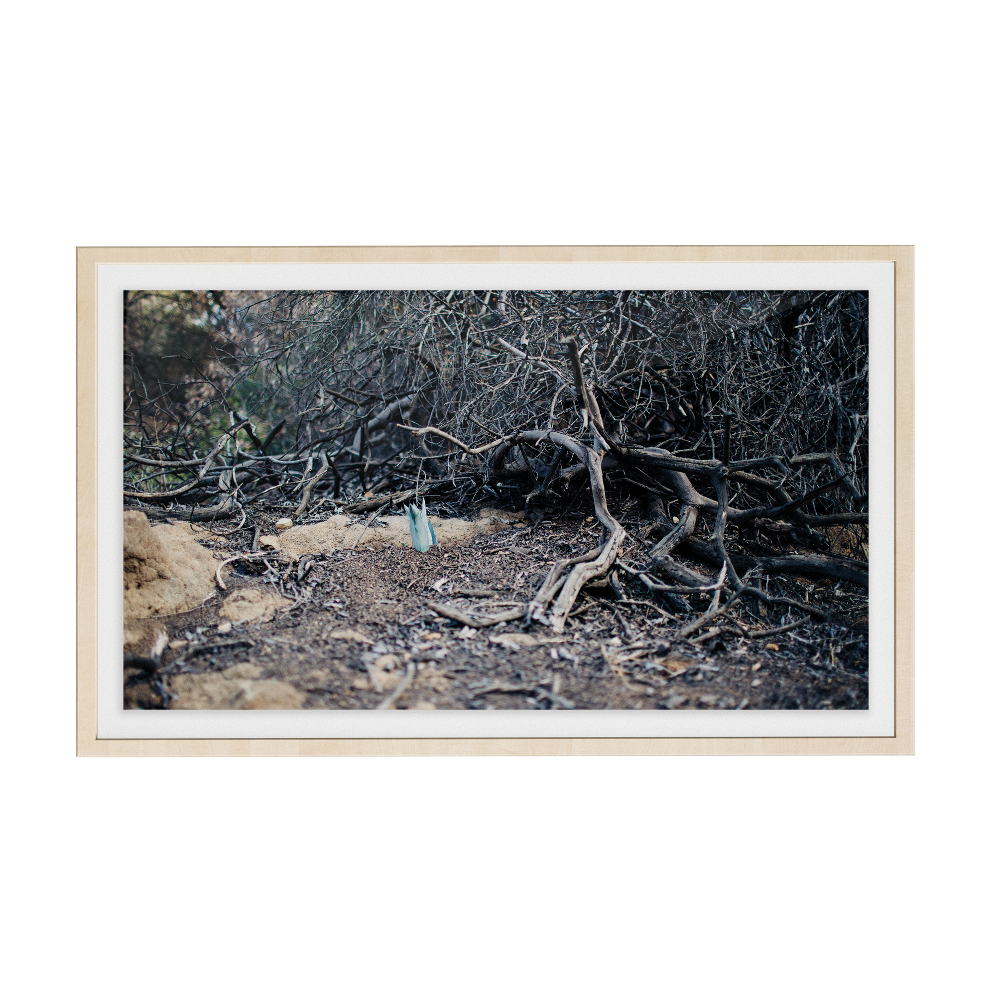 Echo Forest (iv) photographic print
