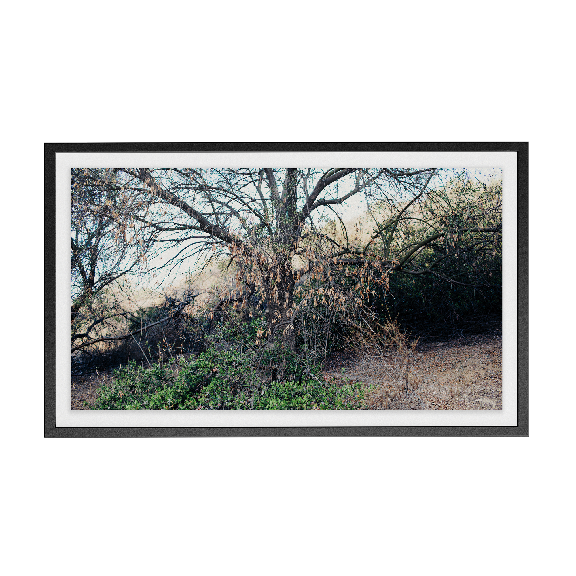 Echo Forest (v) photographic print