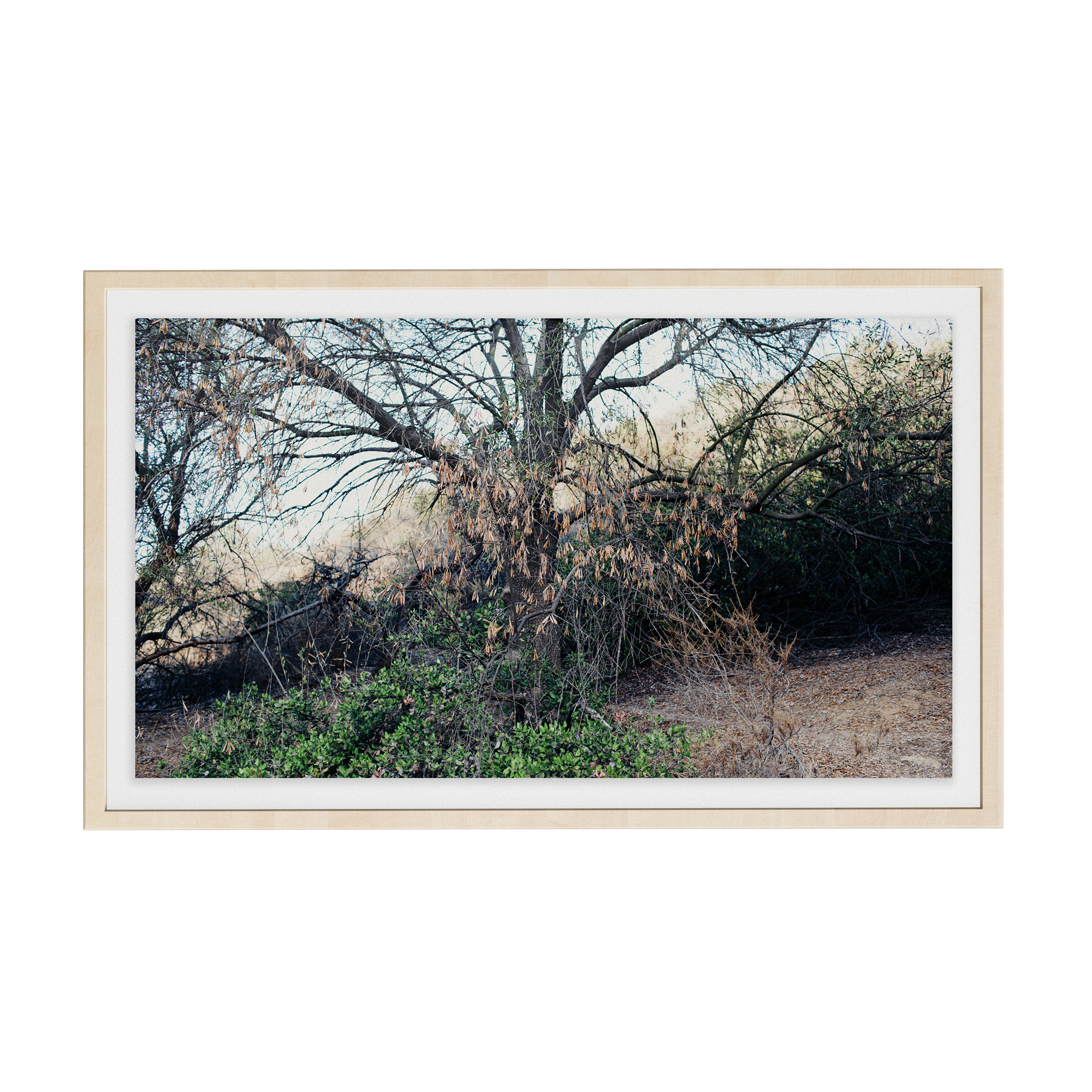 Echo Forest (v) photographic print