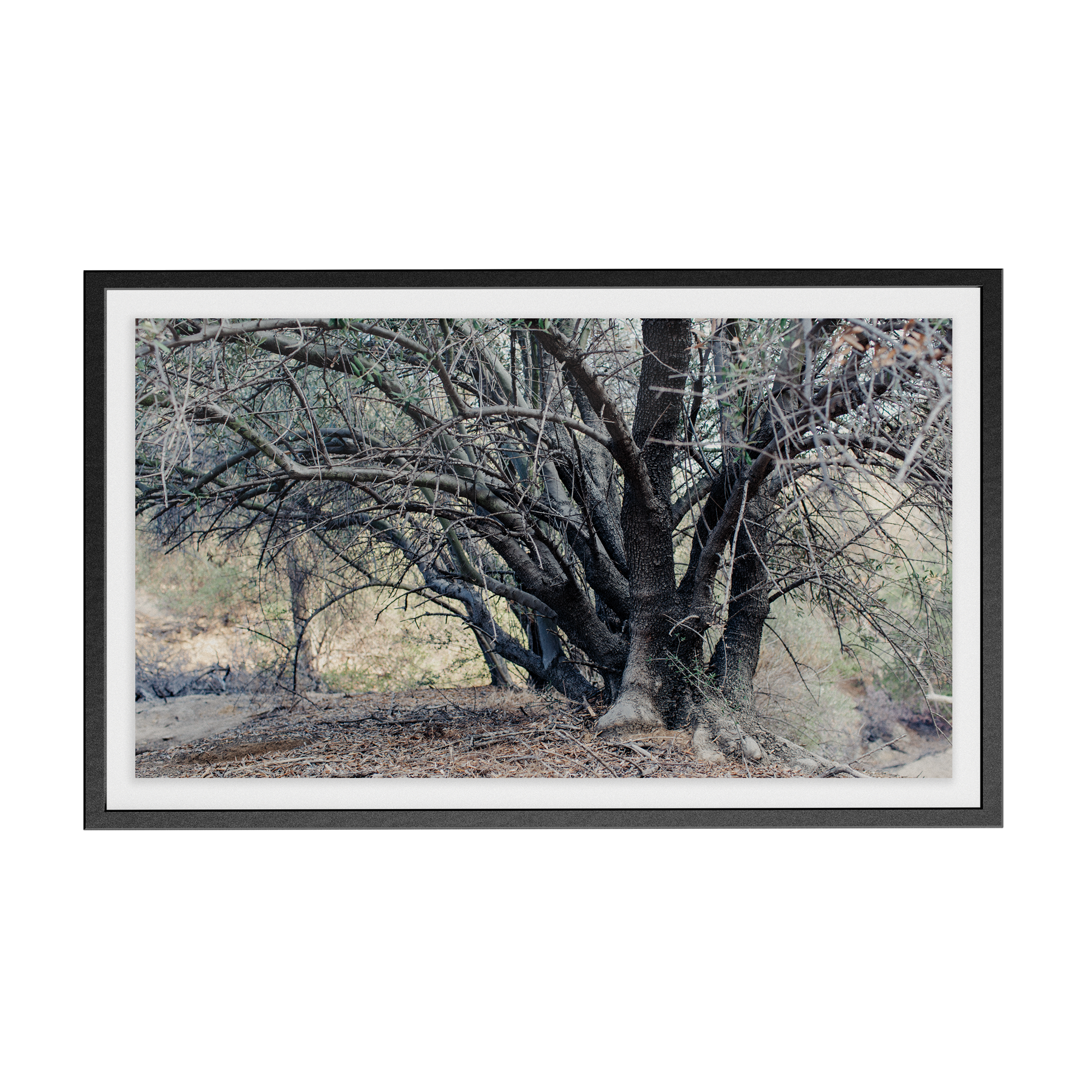 Echo Forest (vii) photographic print