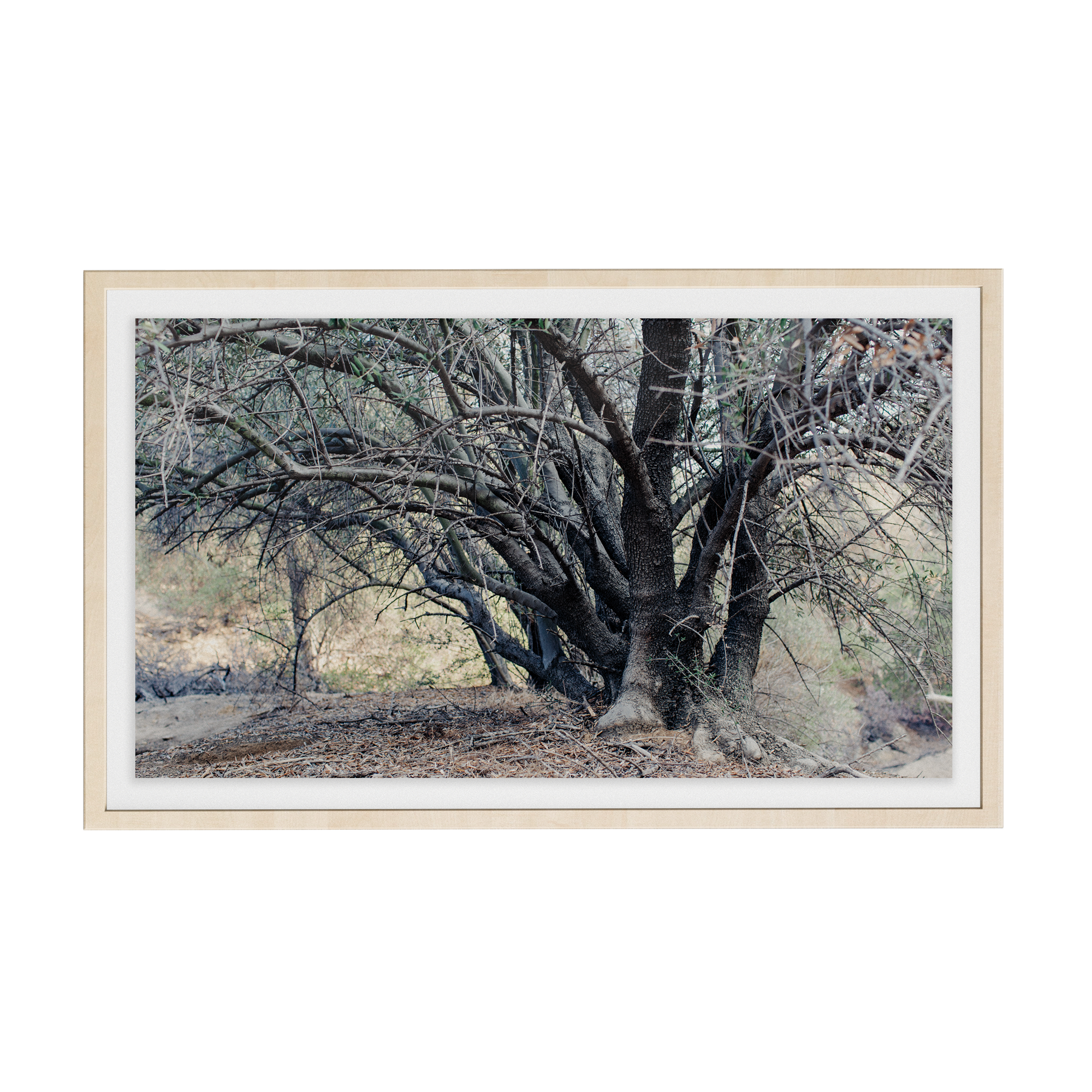 Echo Forest (vii) photographic print