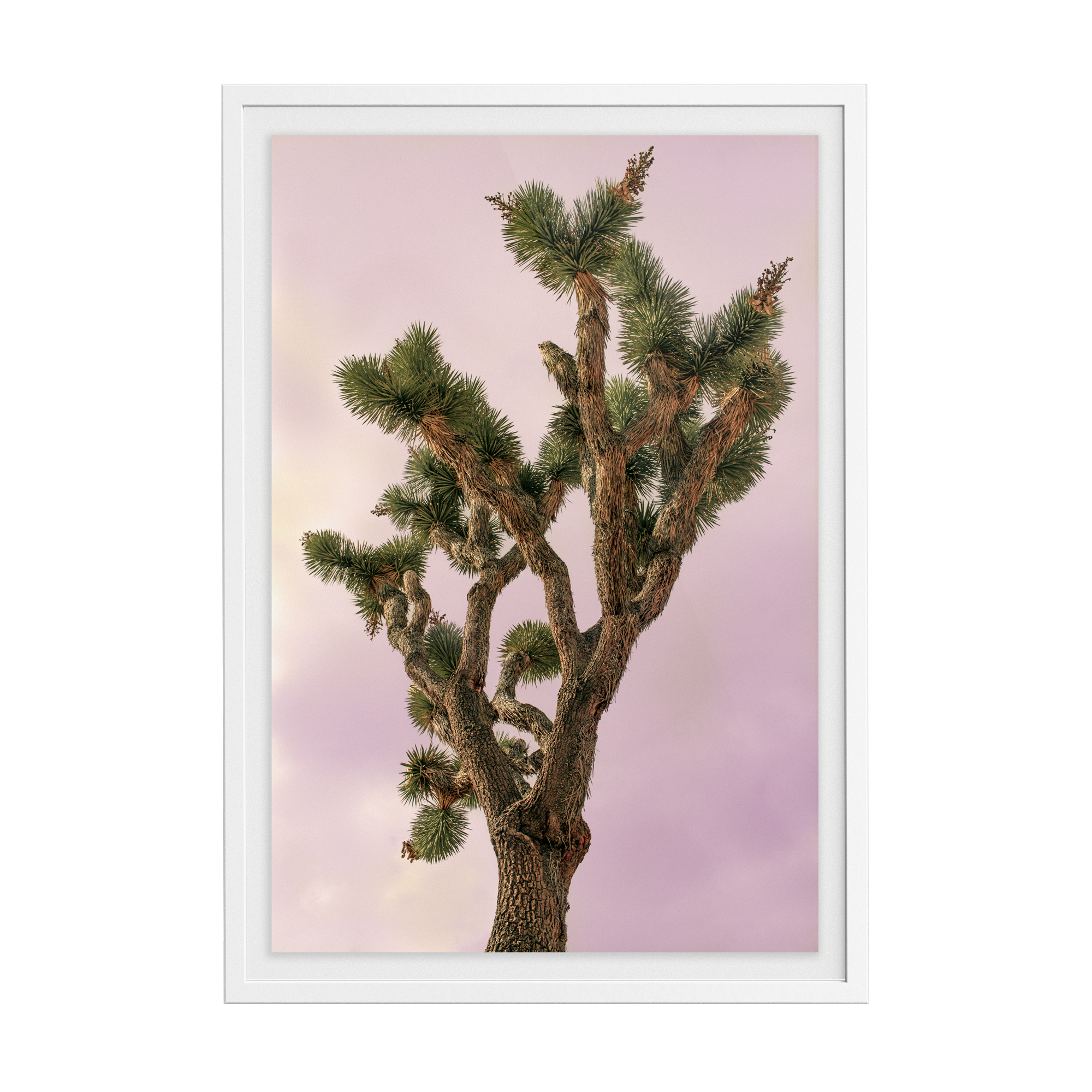 Falken Flats (04, Joshua Tree) photographic print