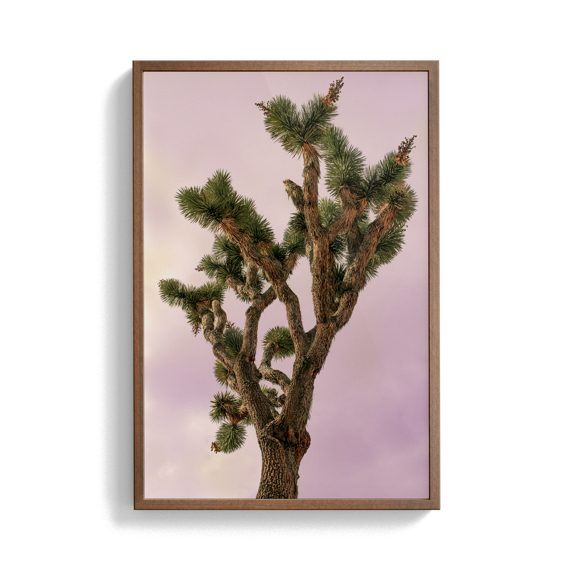 Falken Flats (04, Joshua Tree) photographic print