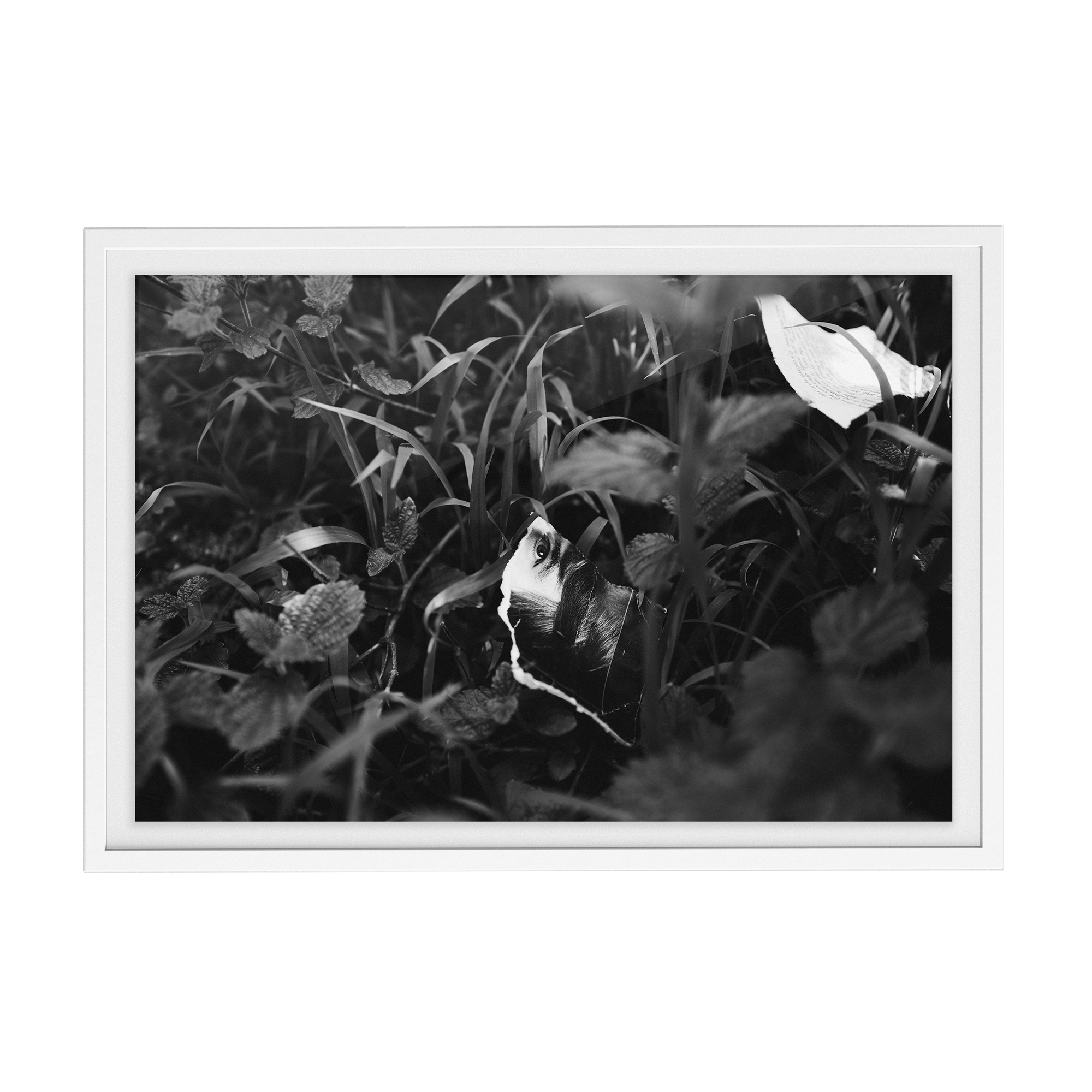 Lashings (Isolation) photographic print