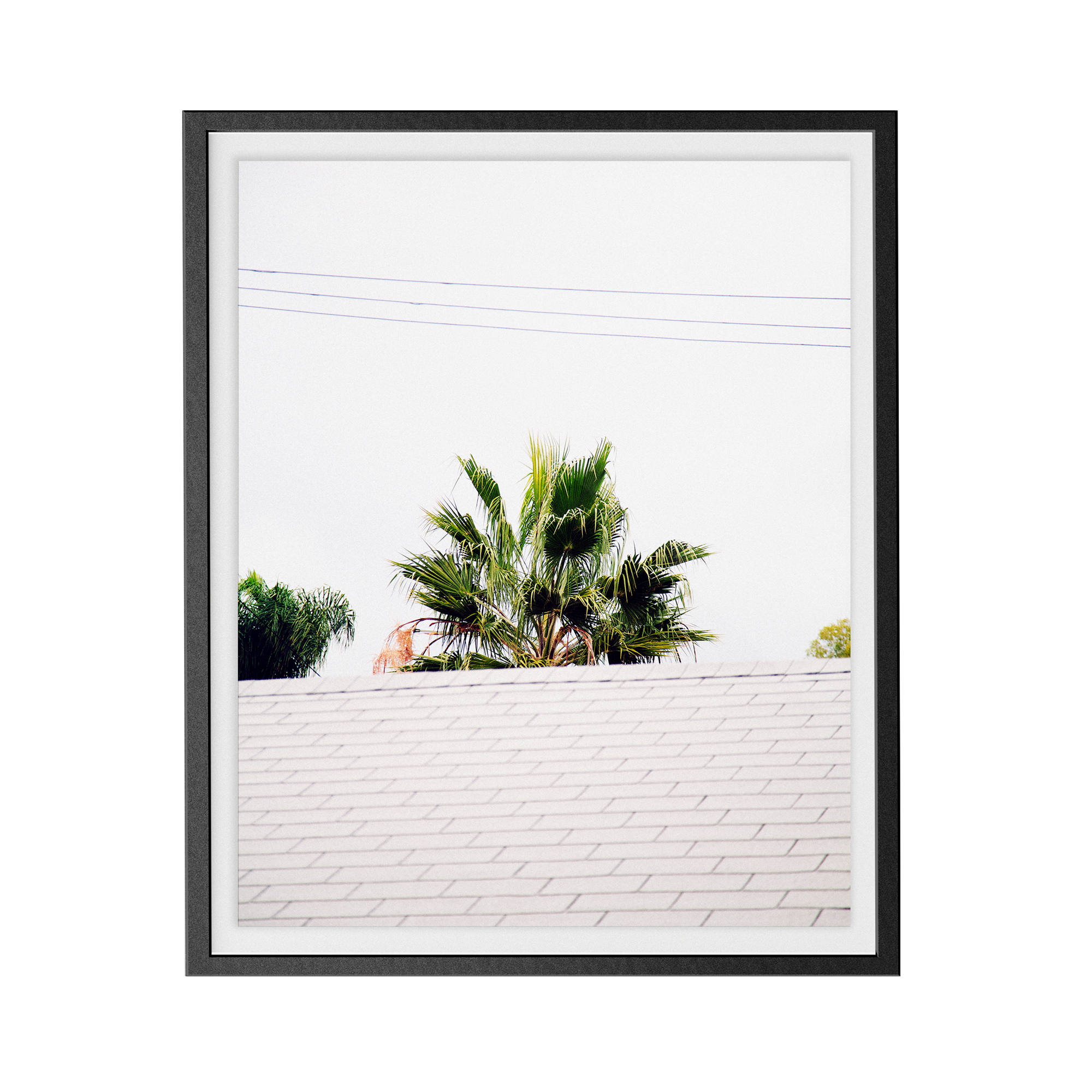 Palm Roof photographic print