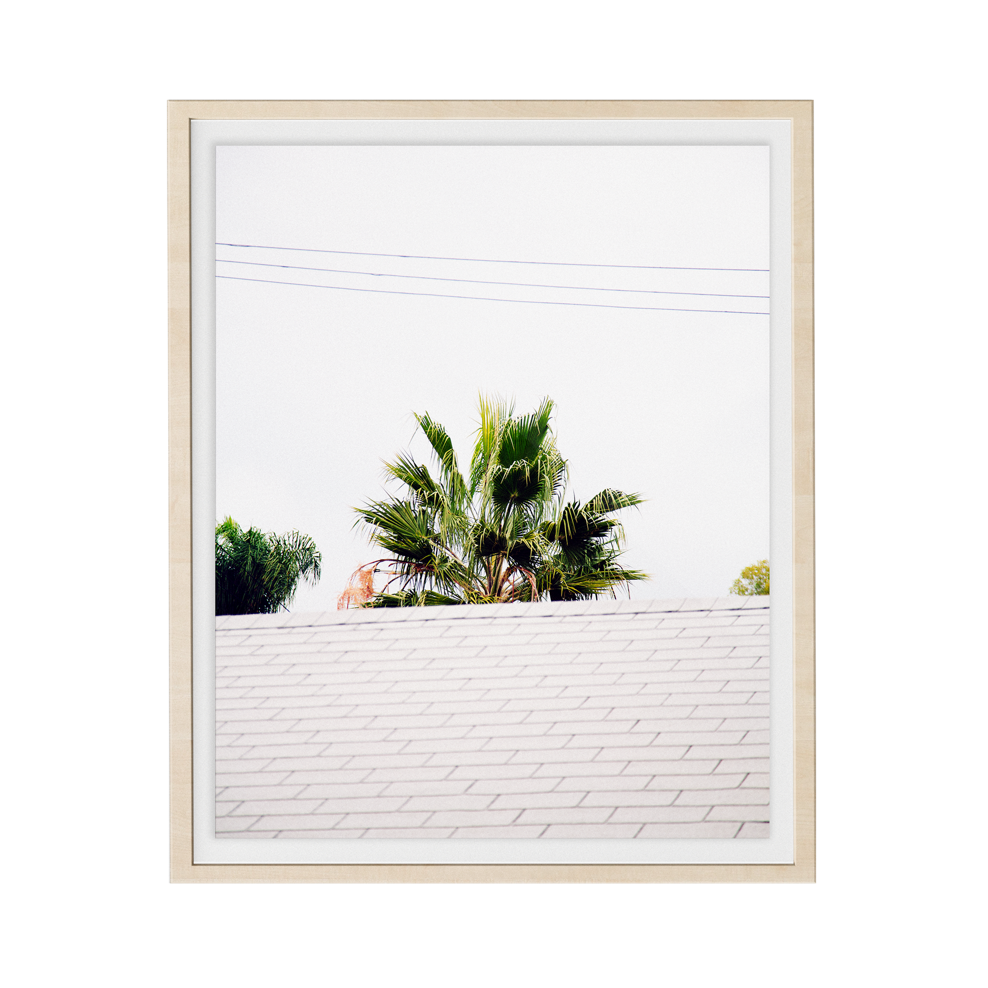 Palm Roof photographic print