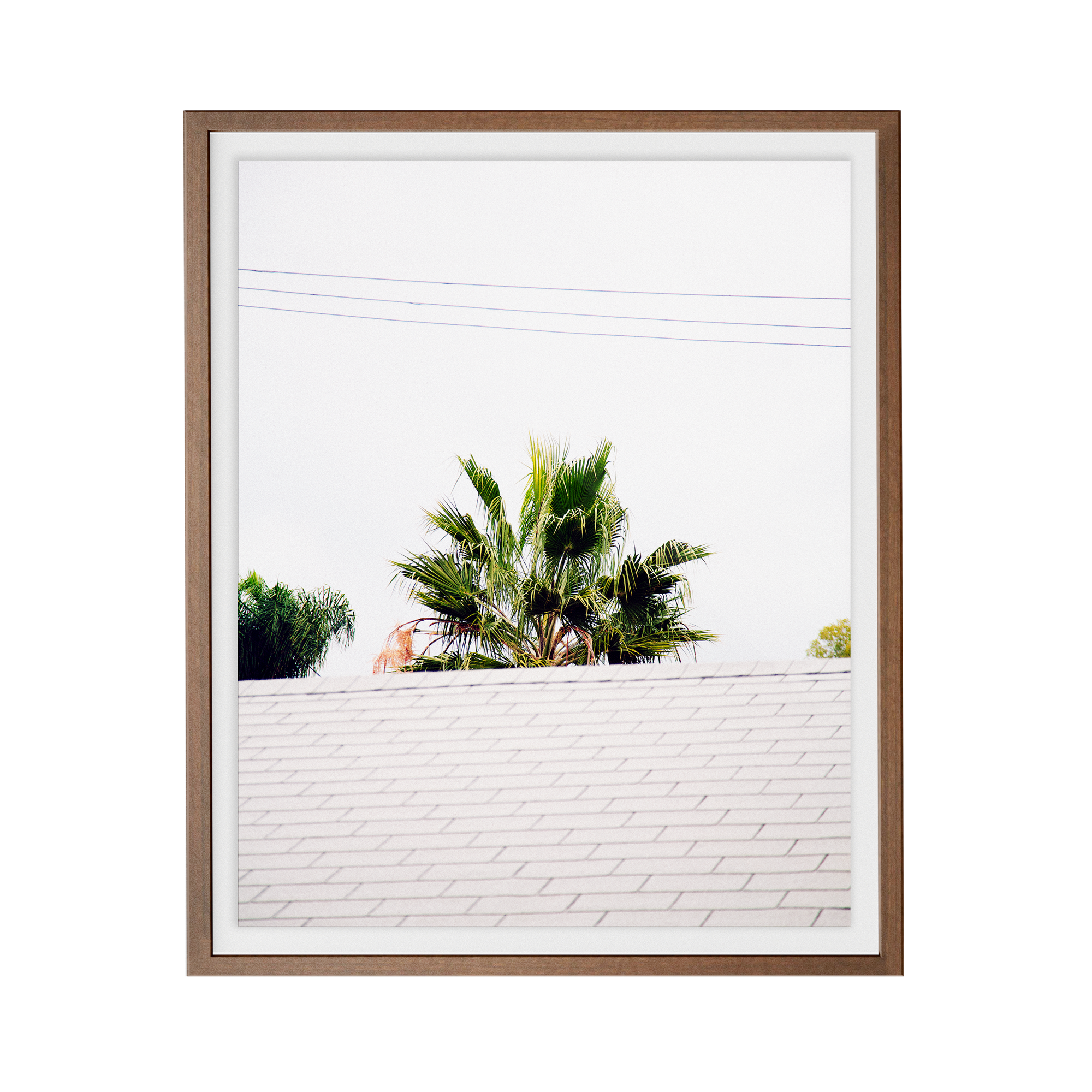 Palm Roof photographic print