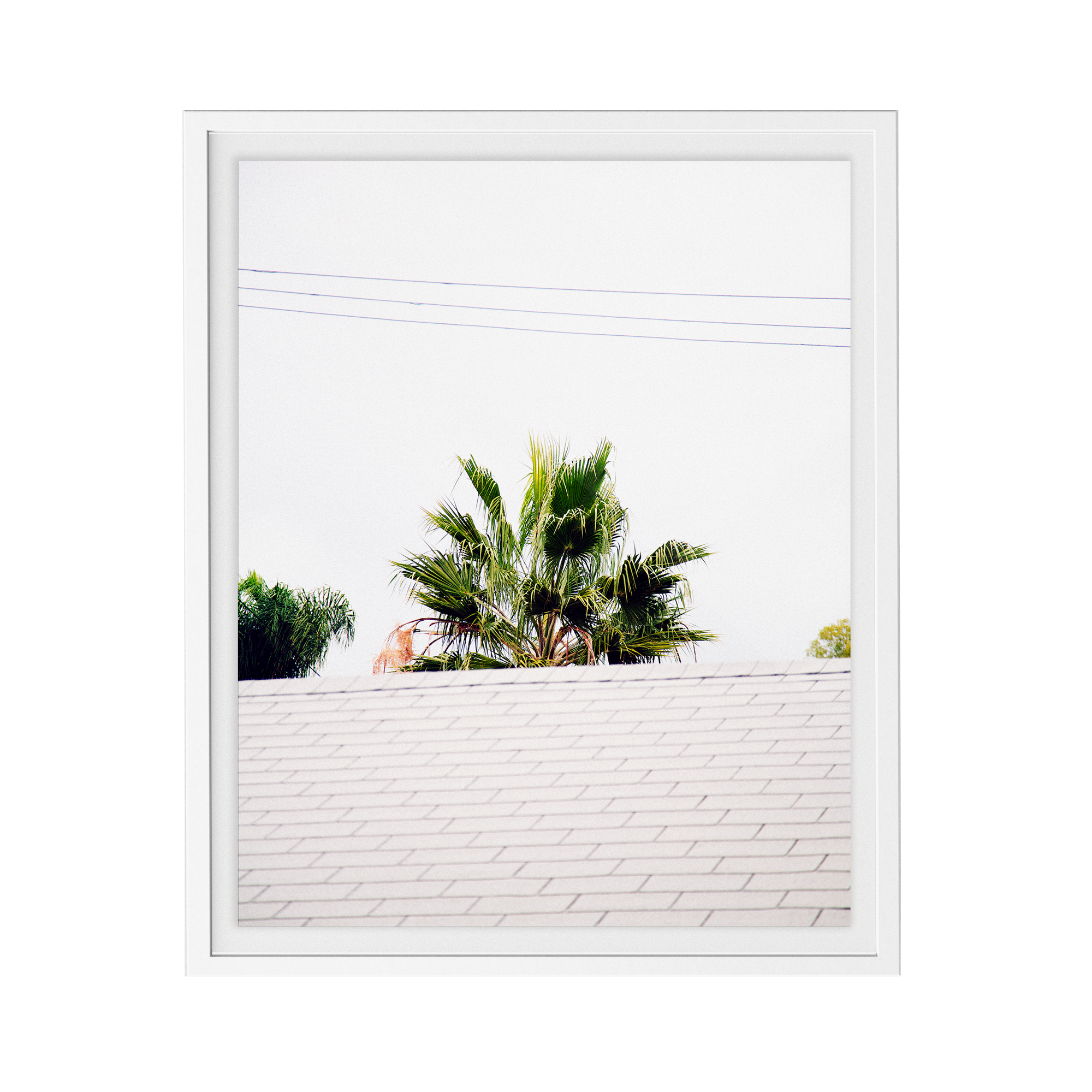 Palm Roof photographic print