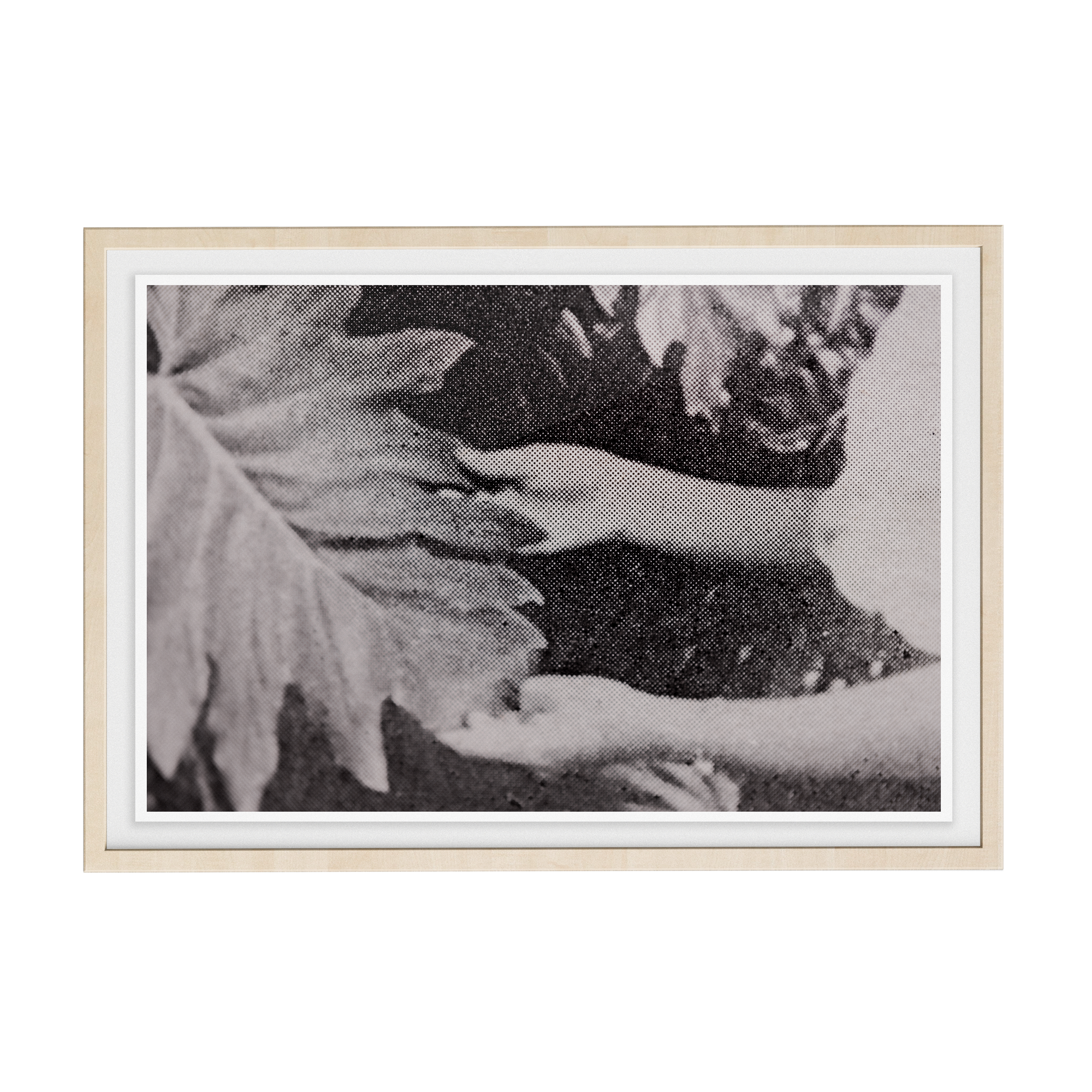 Suite Exotica Nova (No. 7) photographic print