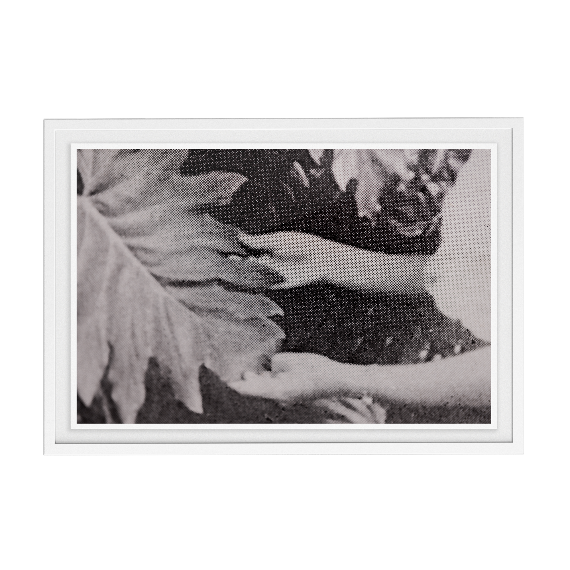 Suite Exotica Nova (No. 7) photographic print
