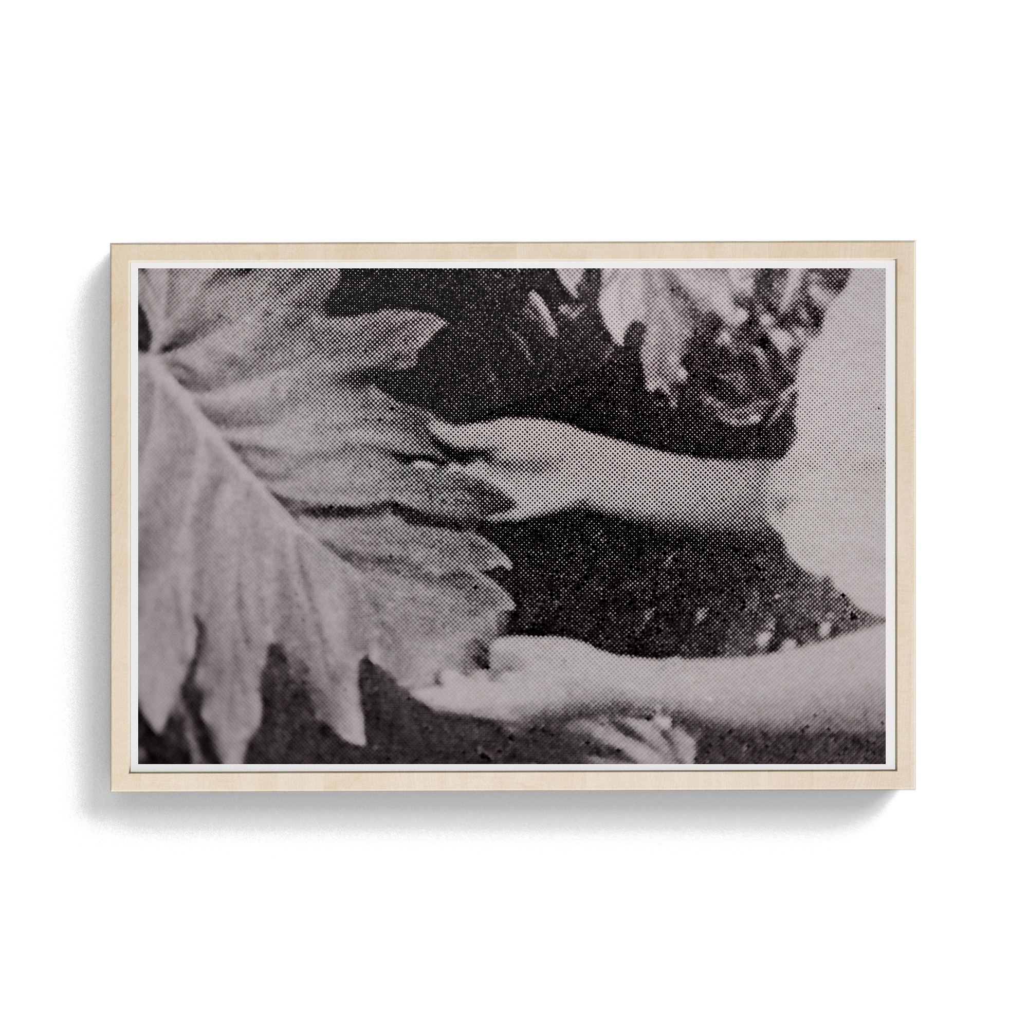 Suite Exotica Nova (No. 7) photographic print