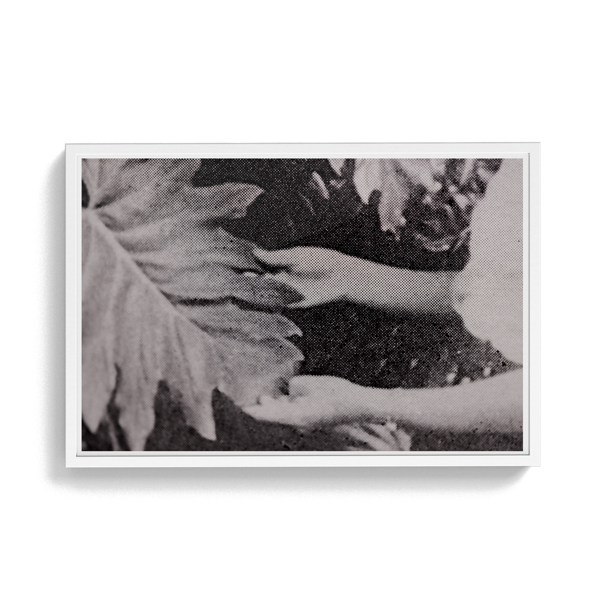 Suite Exotica Nova (No. 7) photographic print