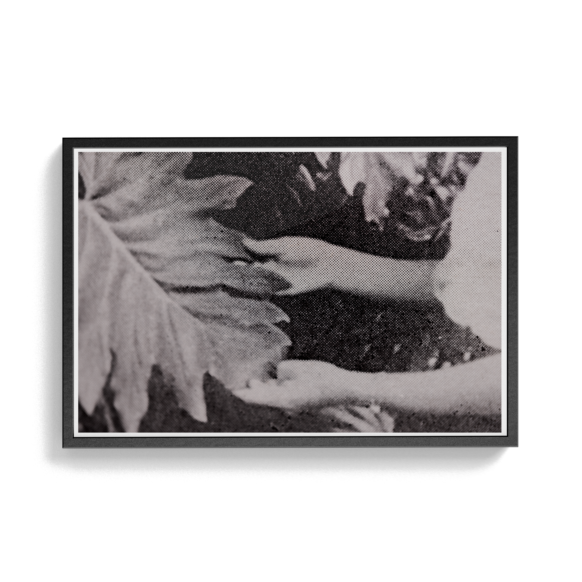 Suite Exotica Nova (No. 7) photographic print