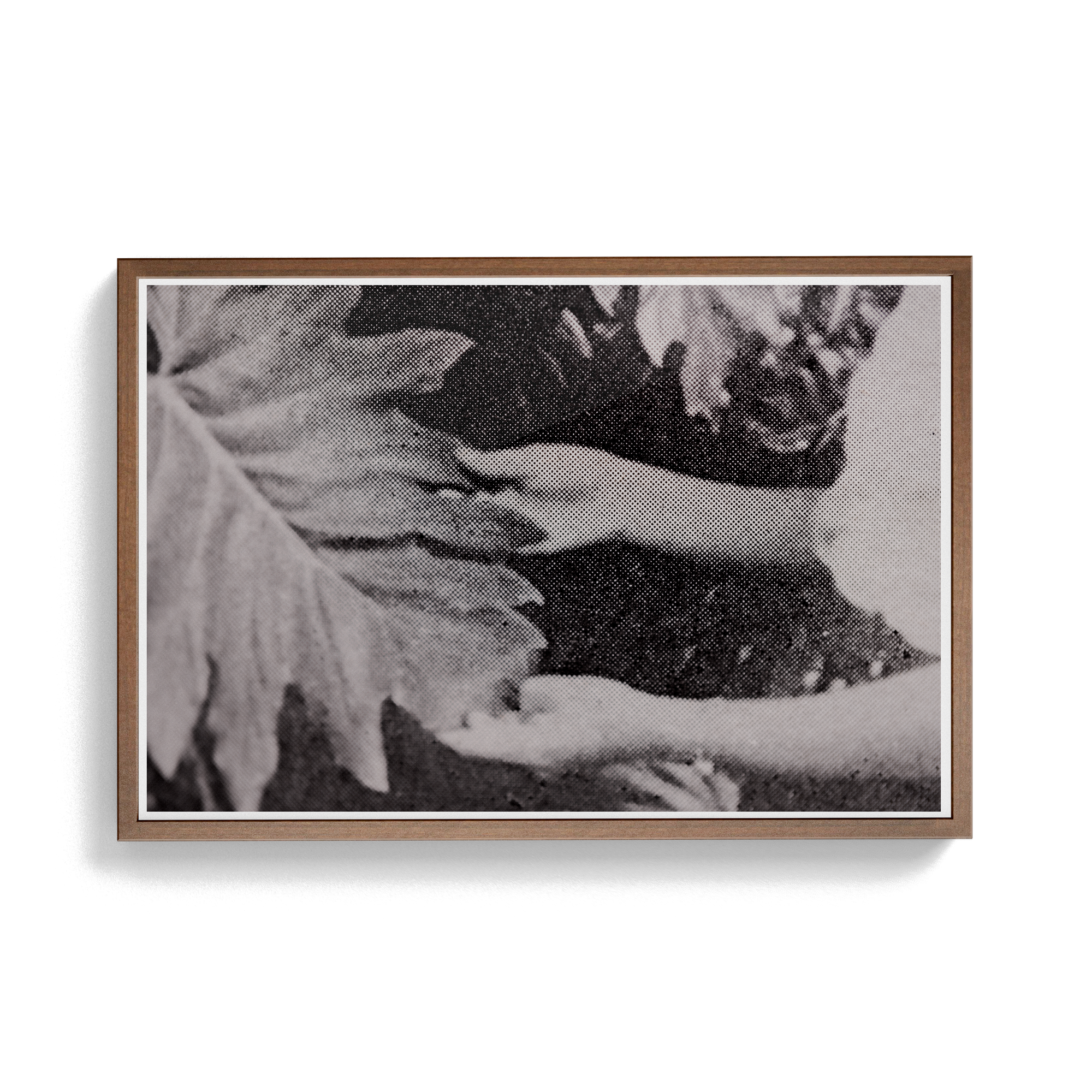 Suite Exotica Nova (No. 7) photographic print