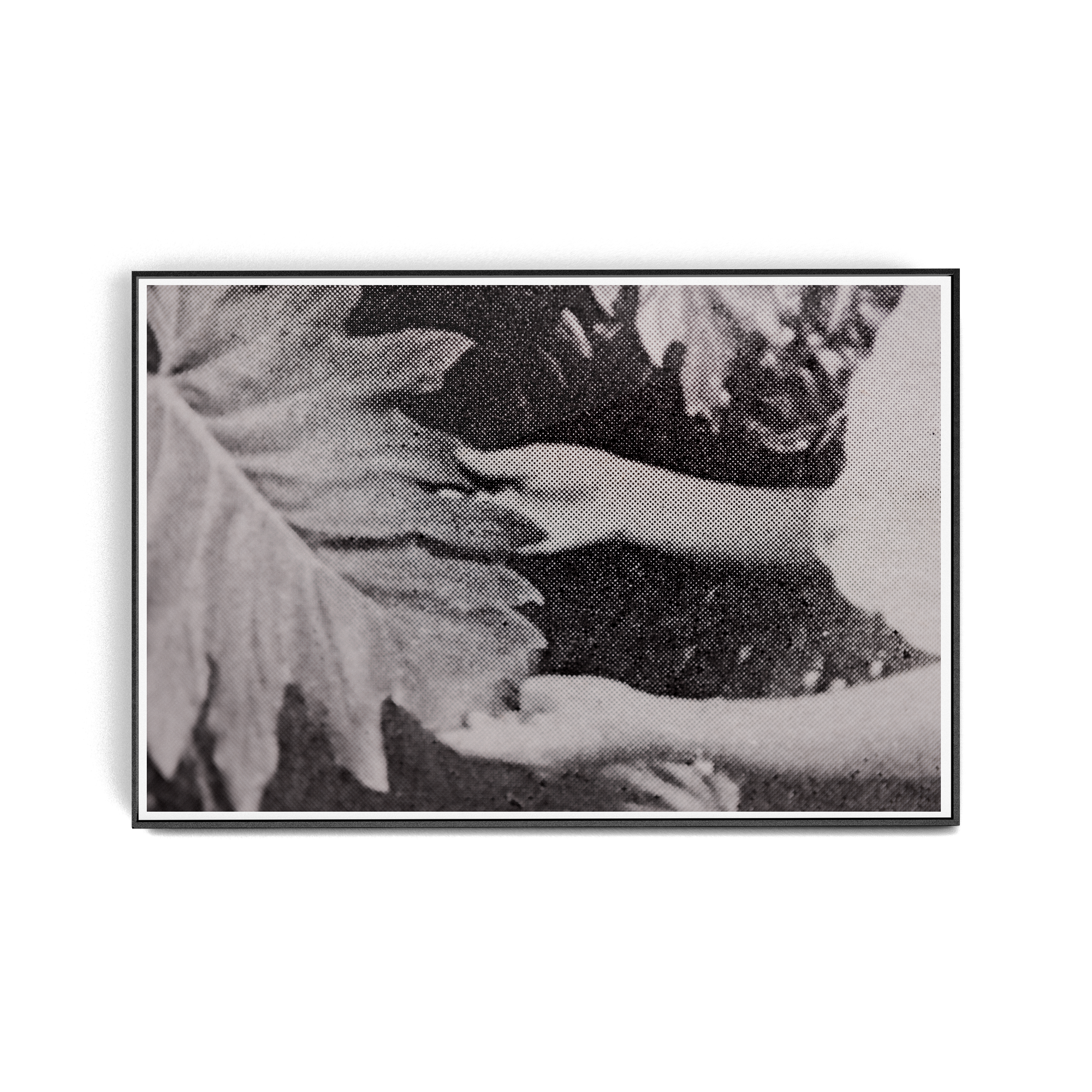 Suite Exotica Nova (No. 7) photographic print